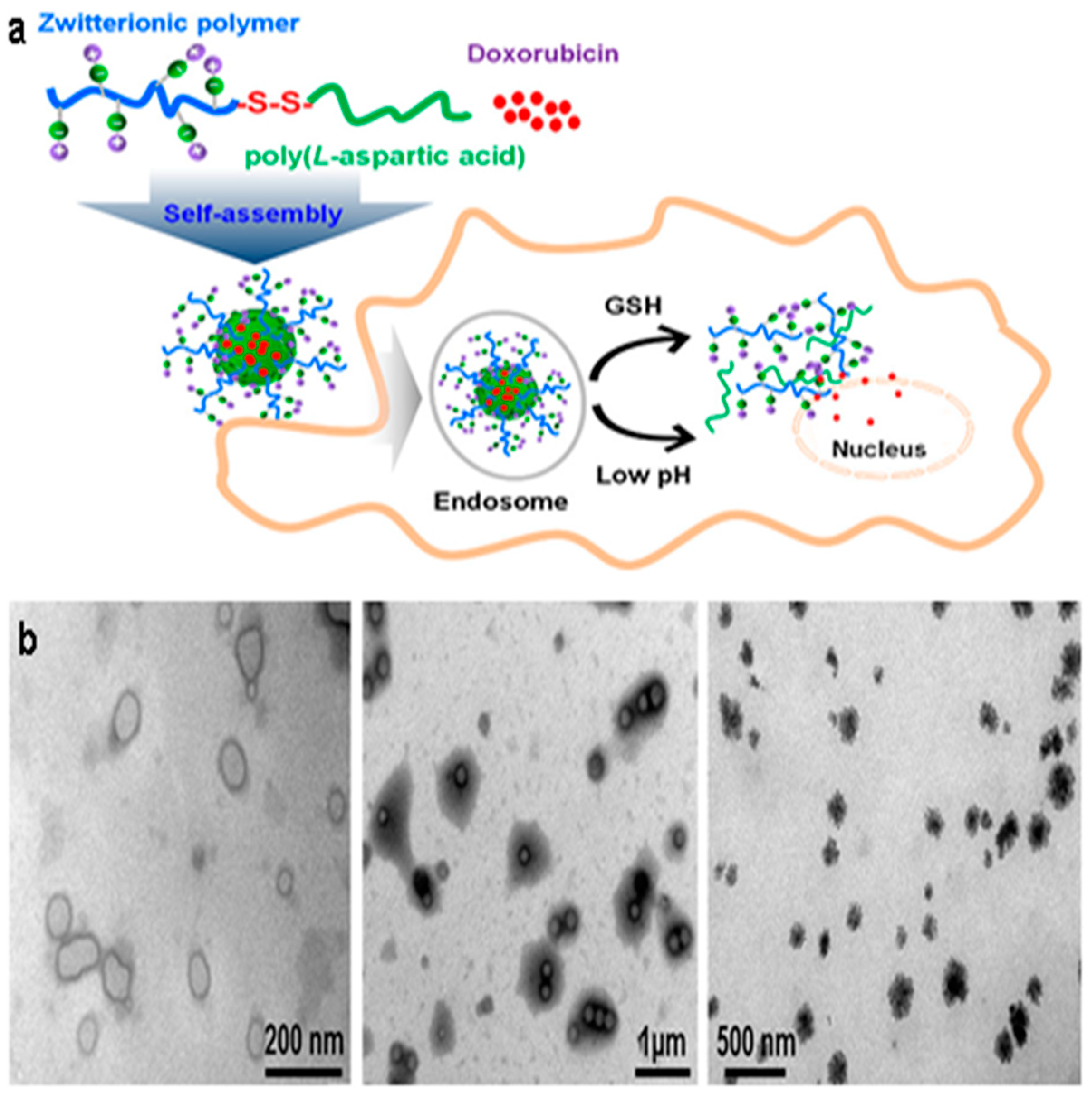 Molecules 24 02961 g010