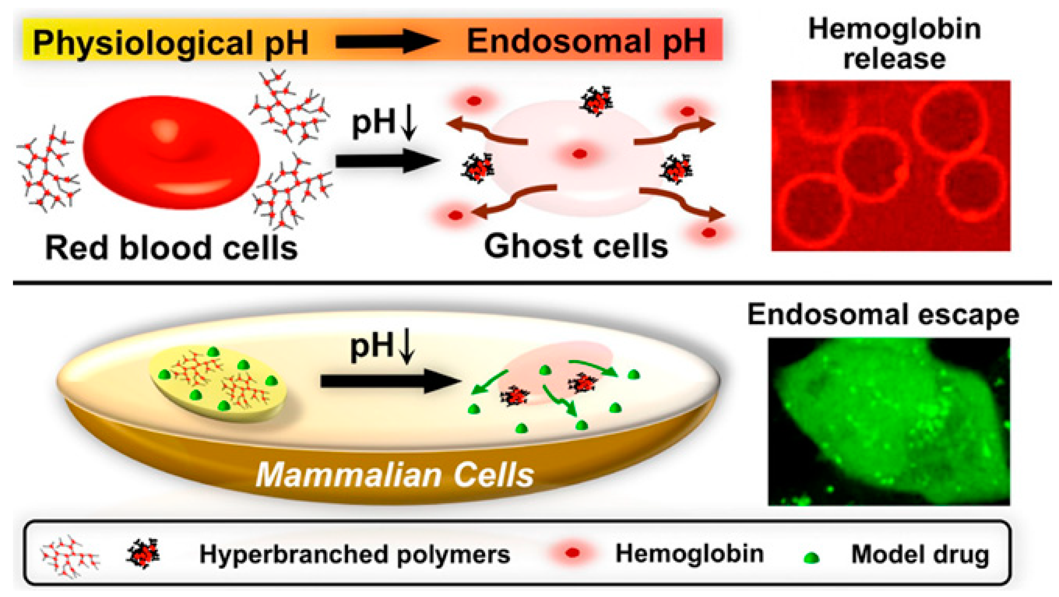 Molecules 24 02961 g015