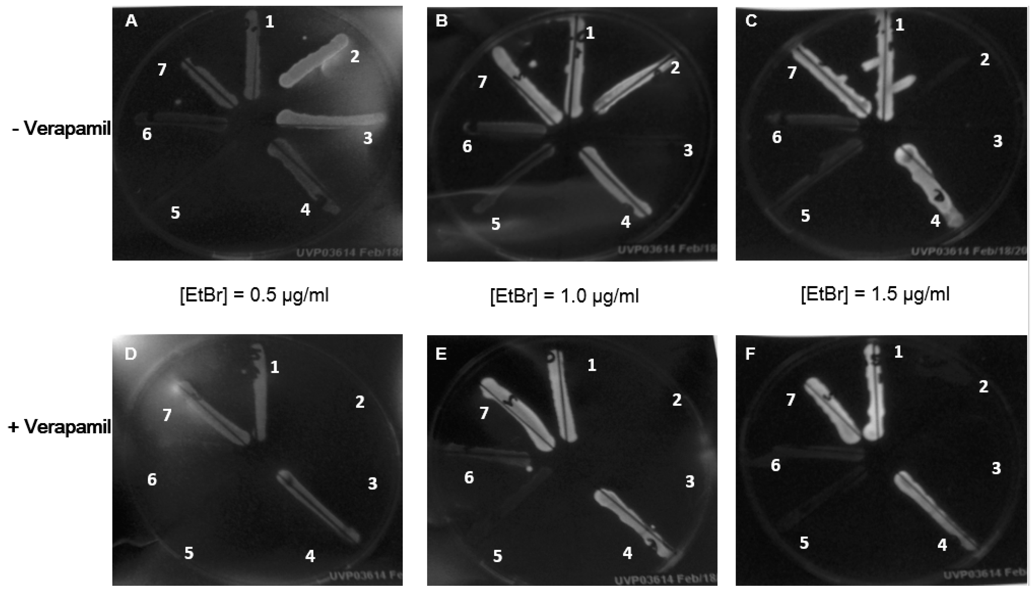 Molecules 24 02968 g002