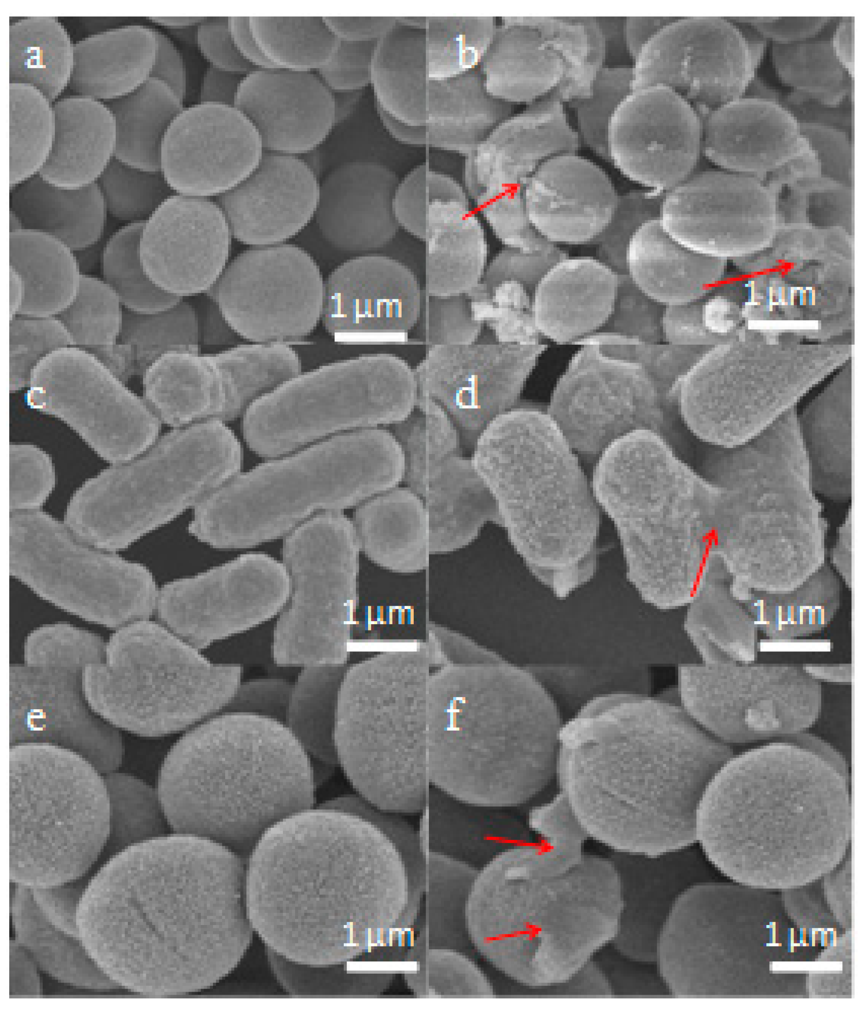Molecules 24 02974 g009