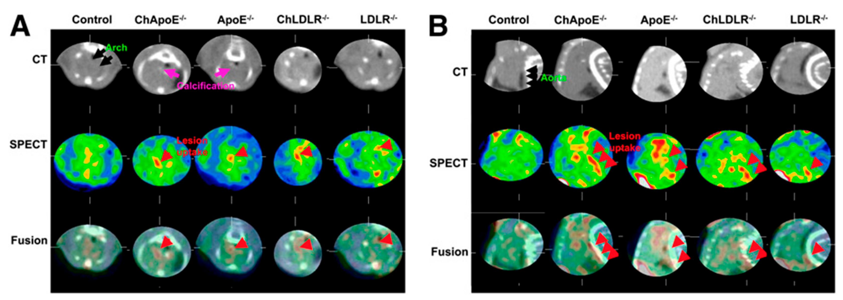 Molecules 24 02982 g006 Molecules 24 02982 g006