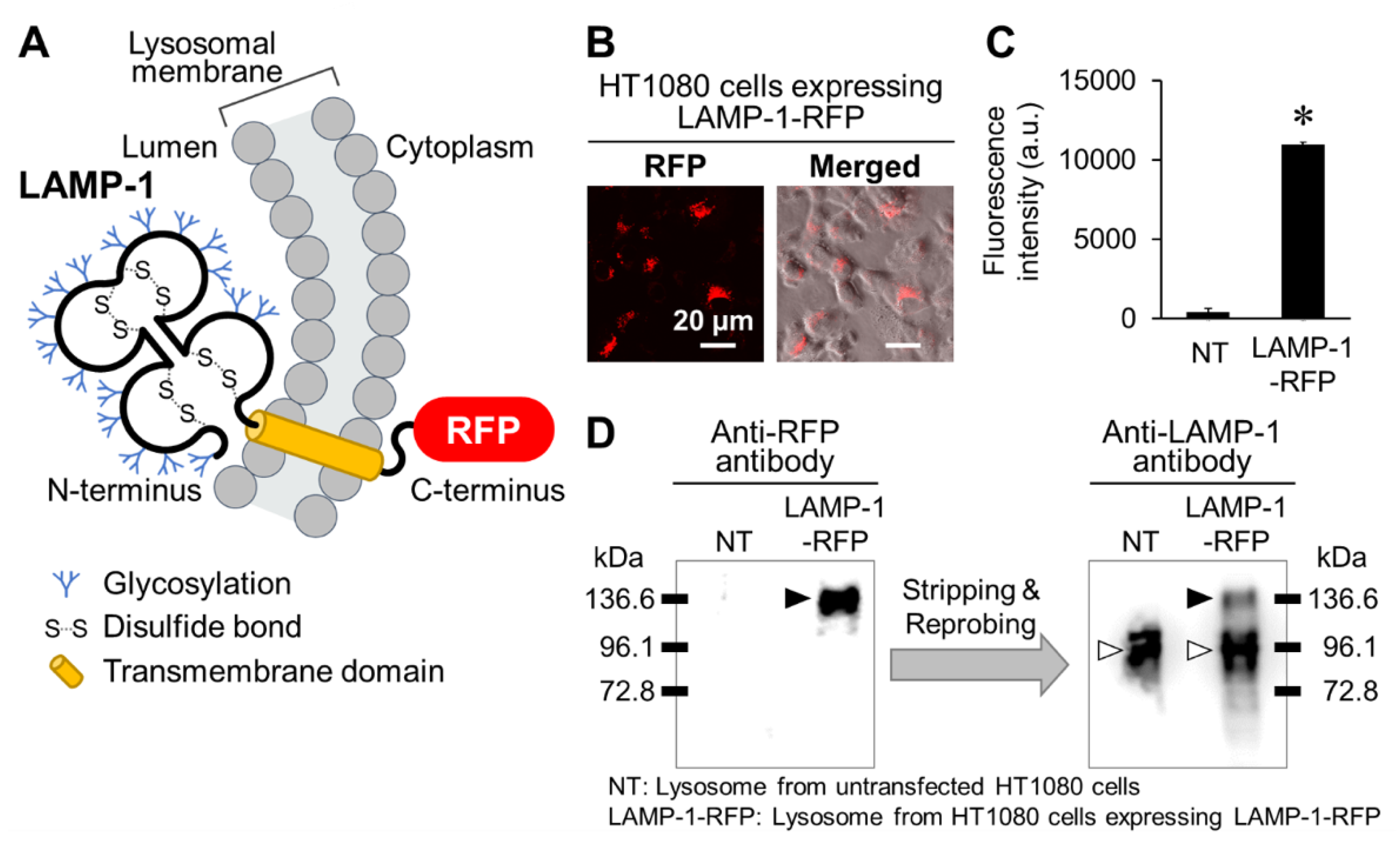 Molecules 24 02995 g002