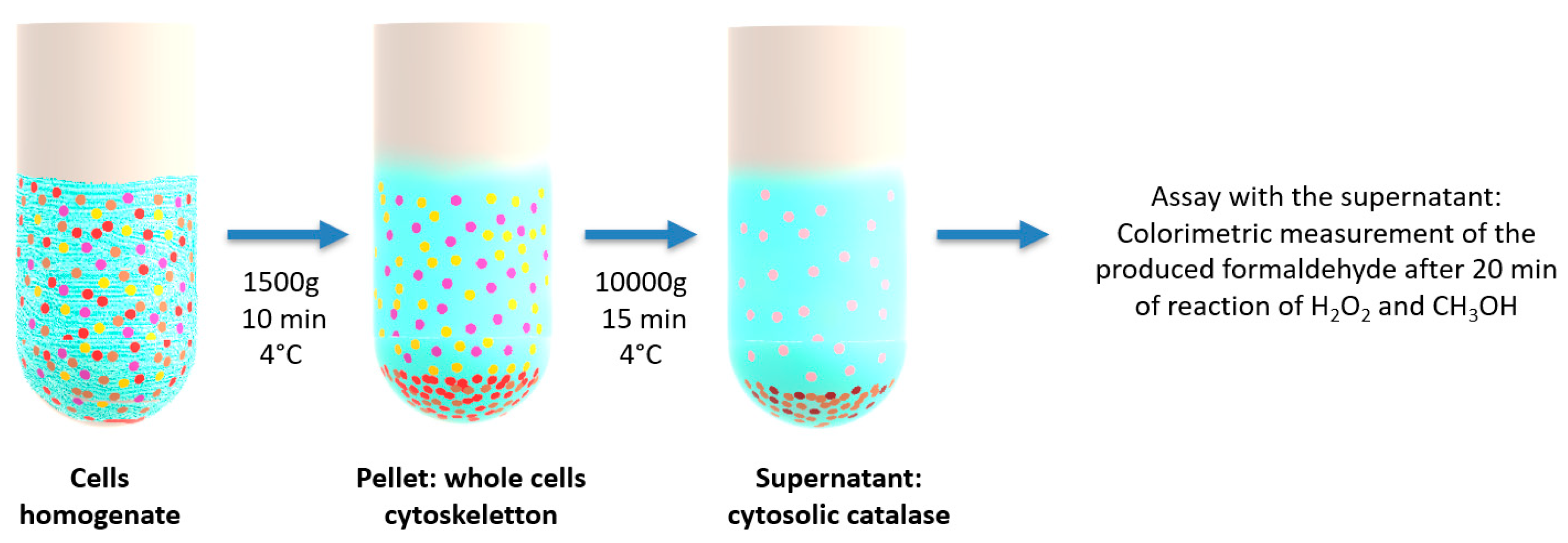 Molecules 24 03058 g009