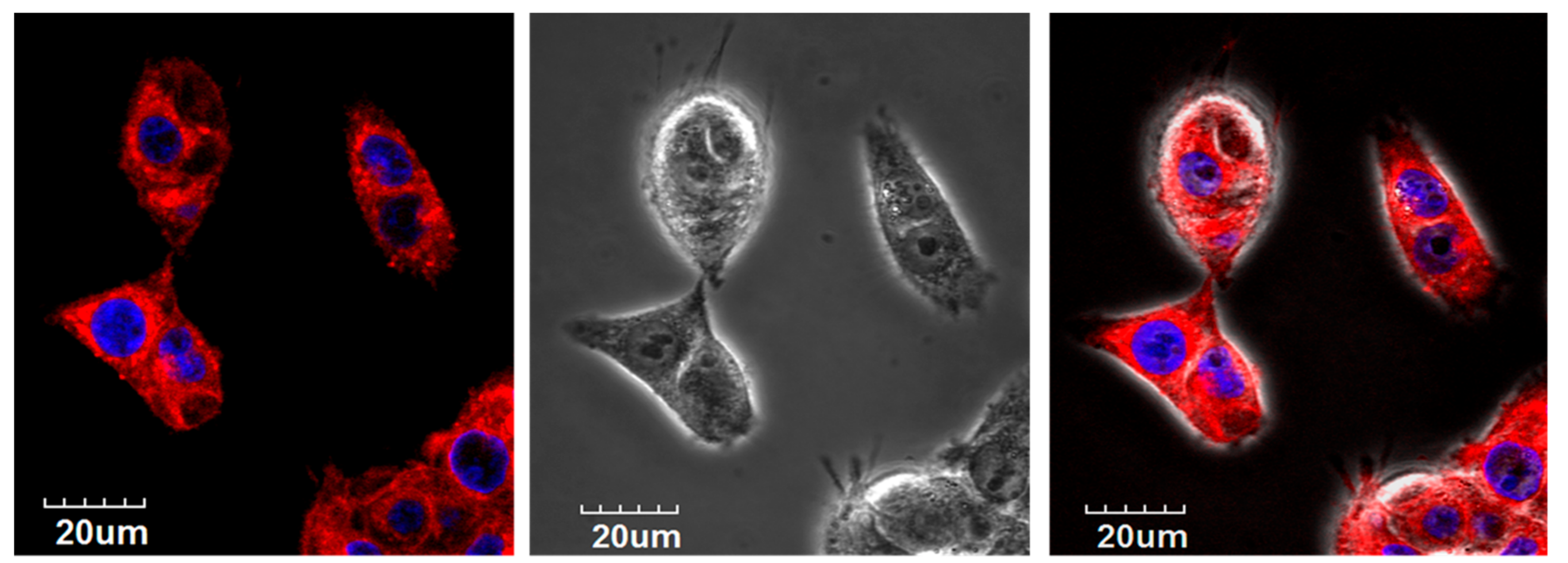 Molecules 24 03070 g003