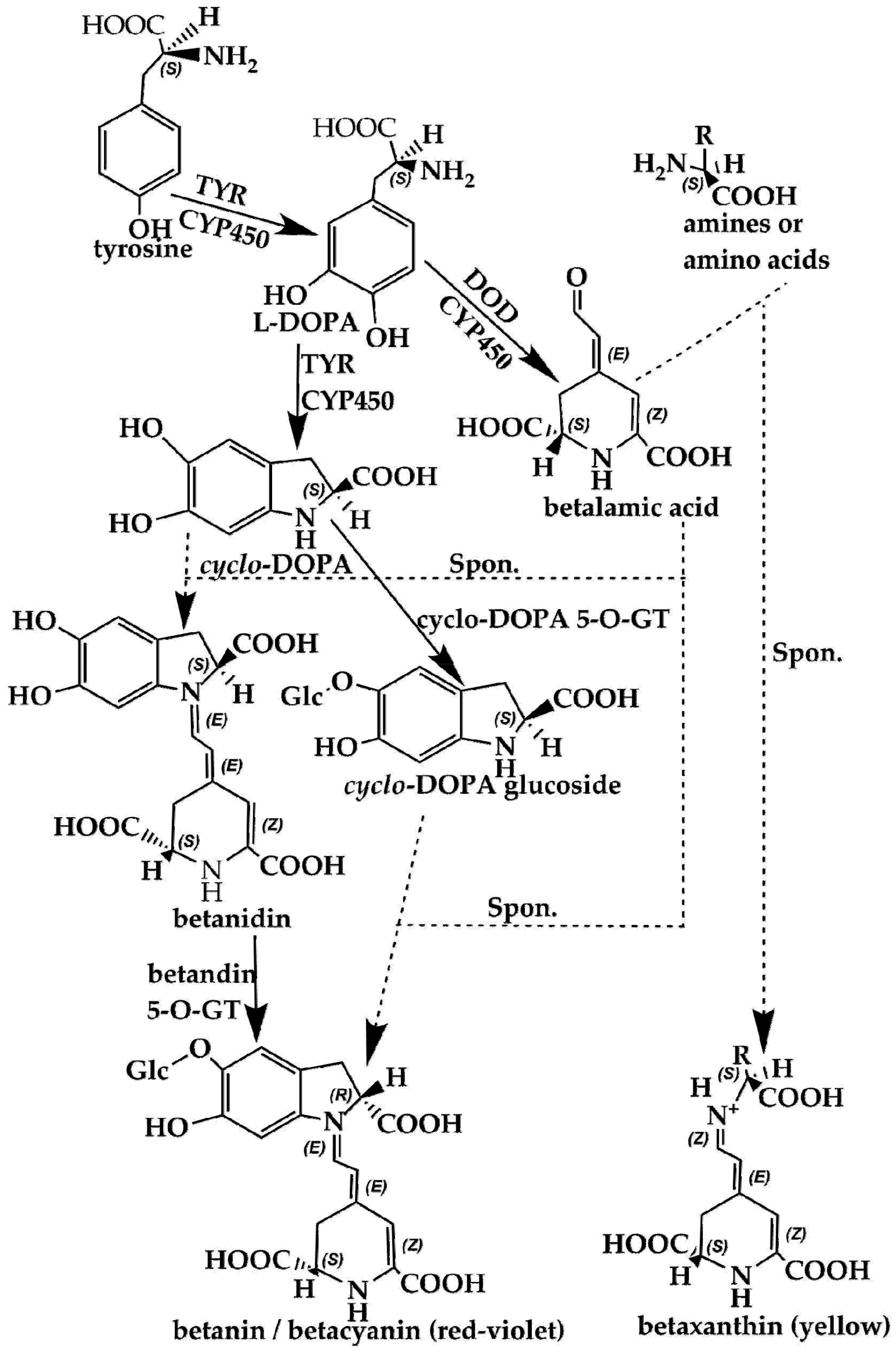 Molecules 24 03078 g004 Molecules 24 03078 g004