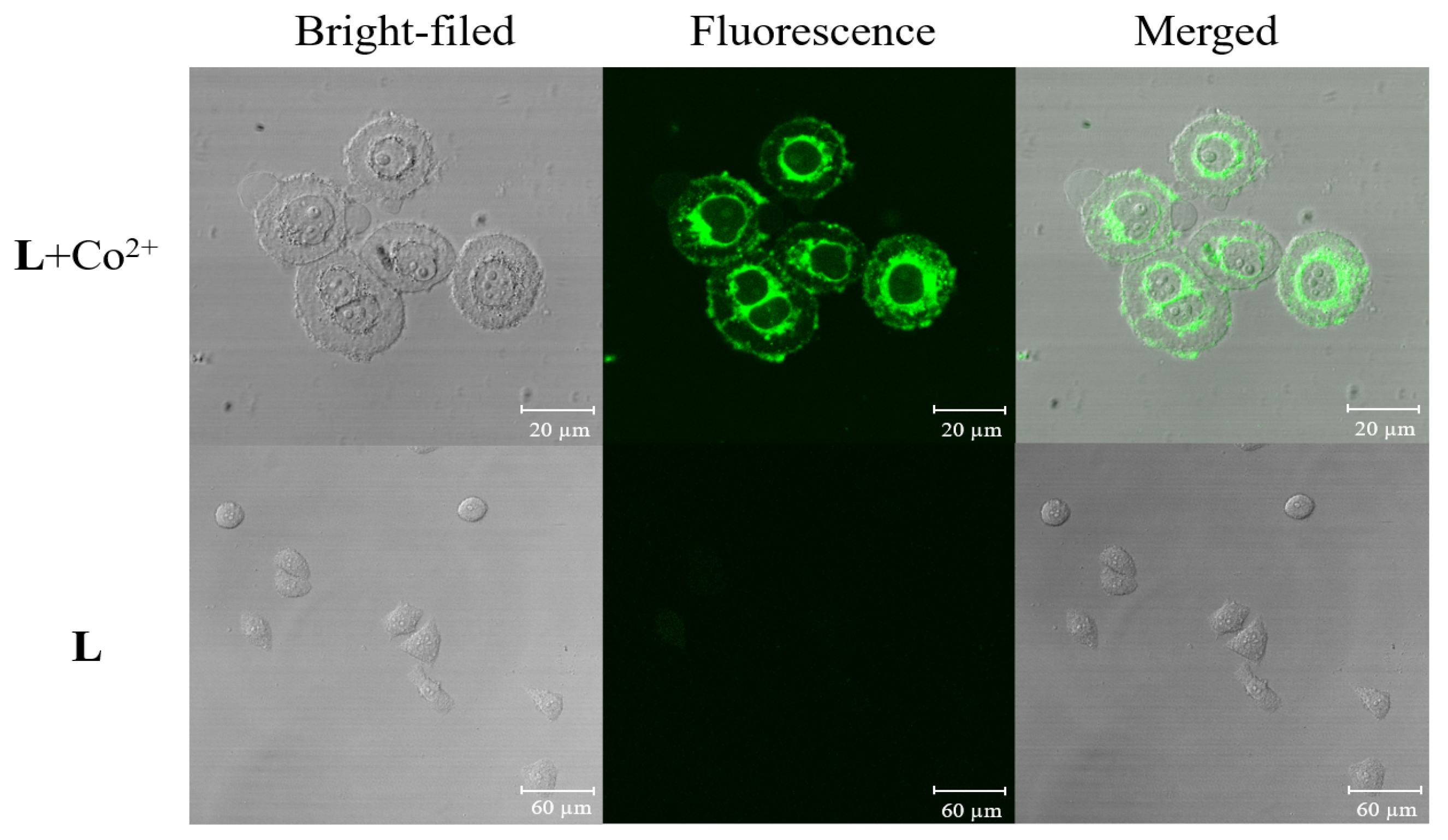 Molecules 24 03093 g011 Molecules 24 03093 g011