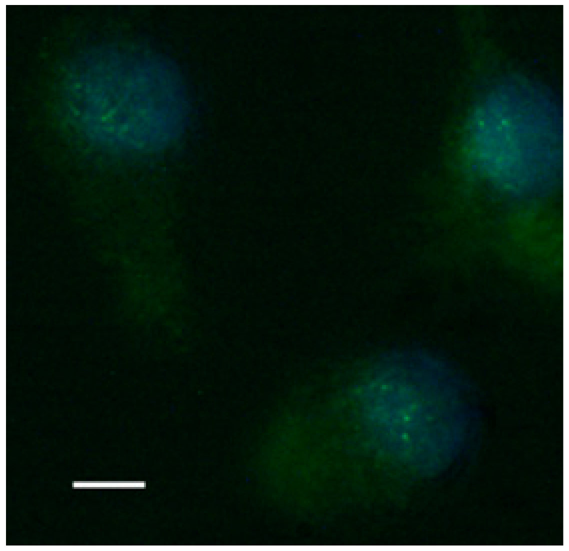 Molecules 24 03114 g008