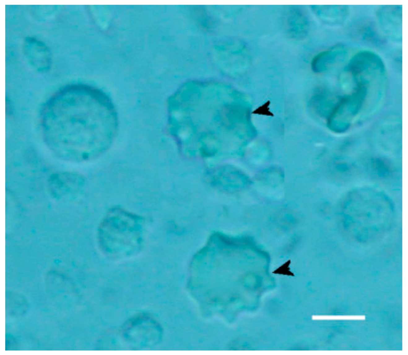 Molecules 24 03114 g011