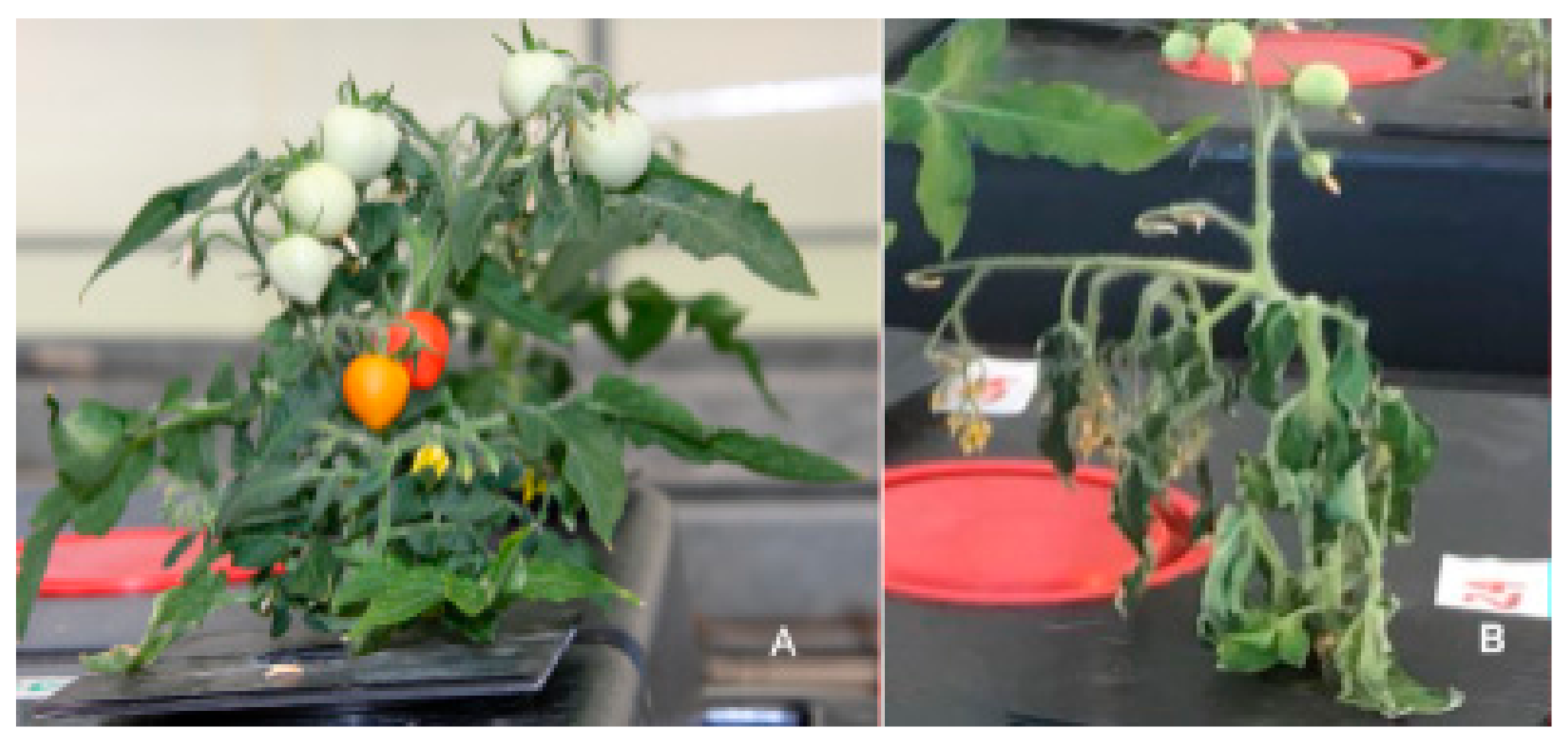 Molecules 24 03114 g015