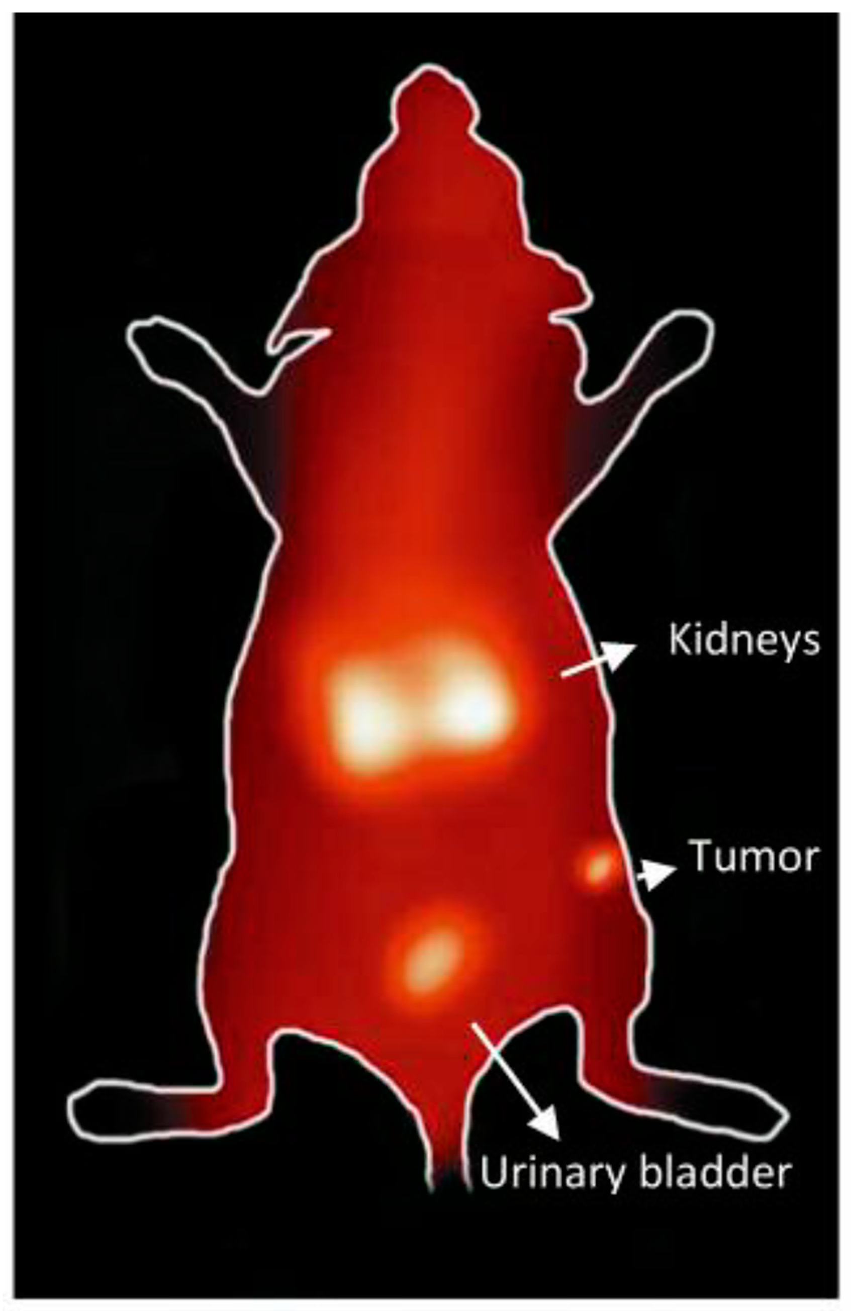 Molecules 24 03142 g010