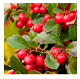 Molecules 24 03260 i002