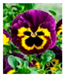 Molecules 24 03260 i003