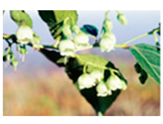 Molecules 24 03260 i005