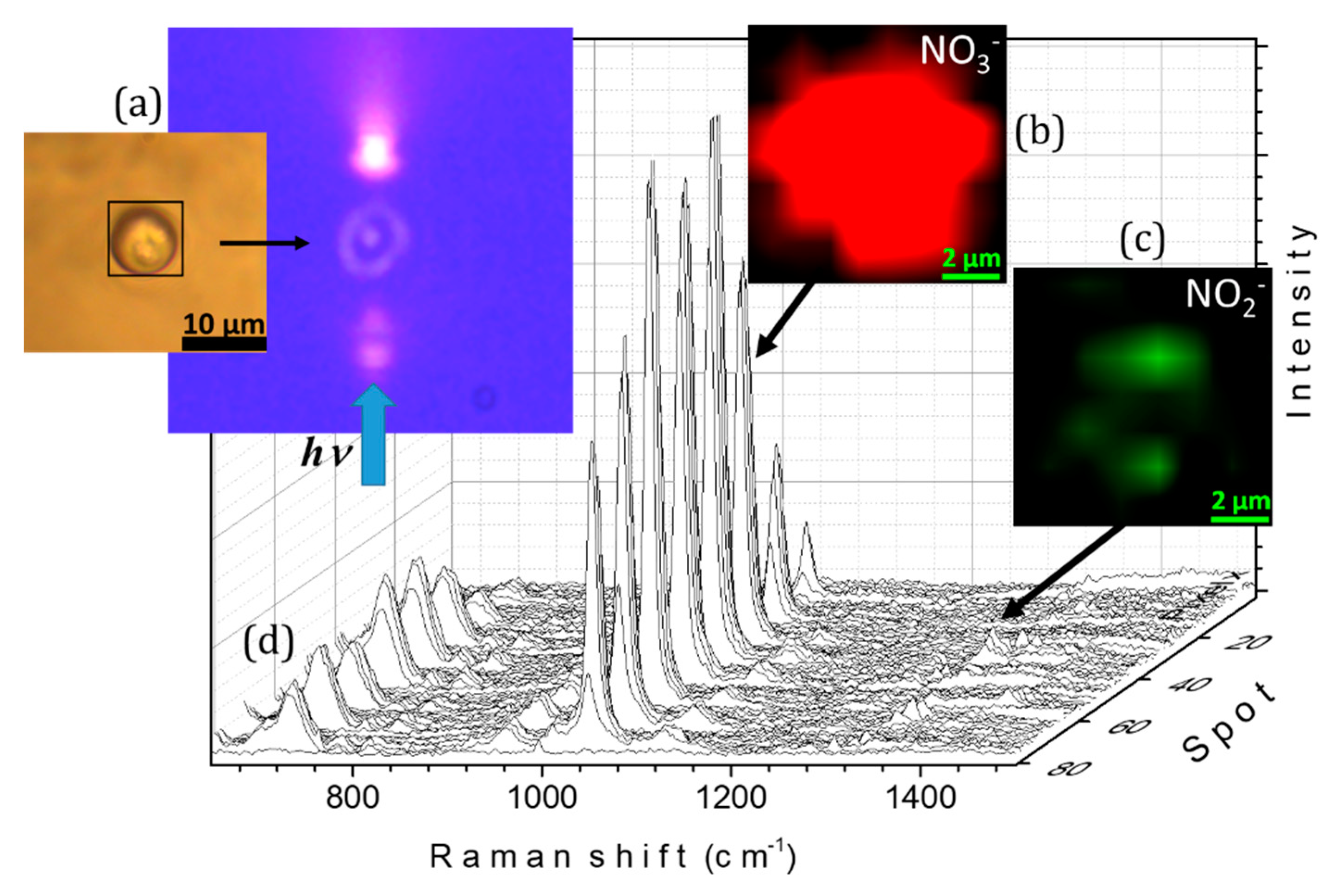 Molecules 24 03325 g006