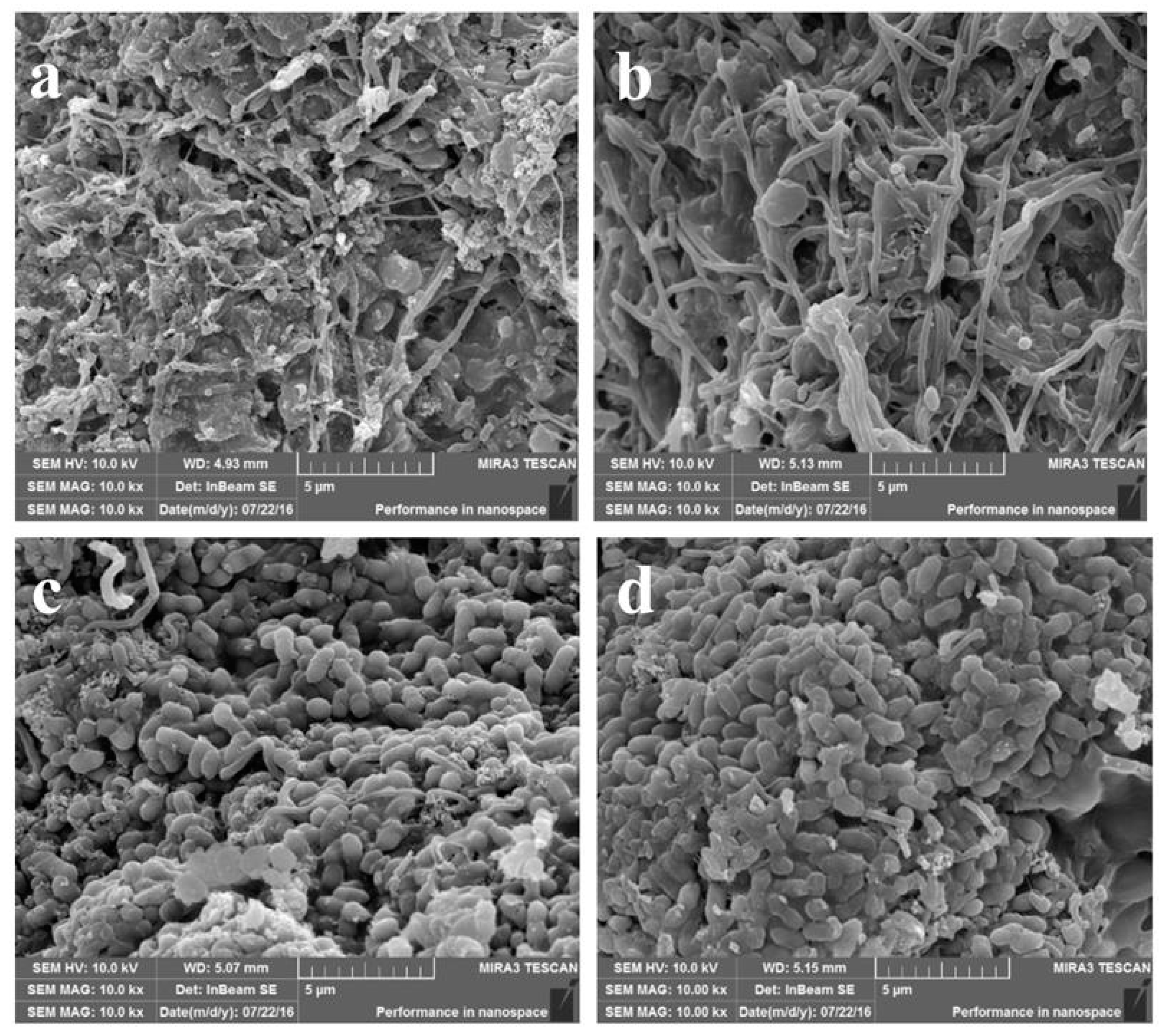 Molecules 24 03358 g004