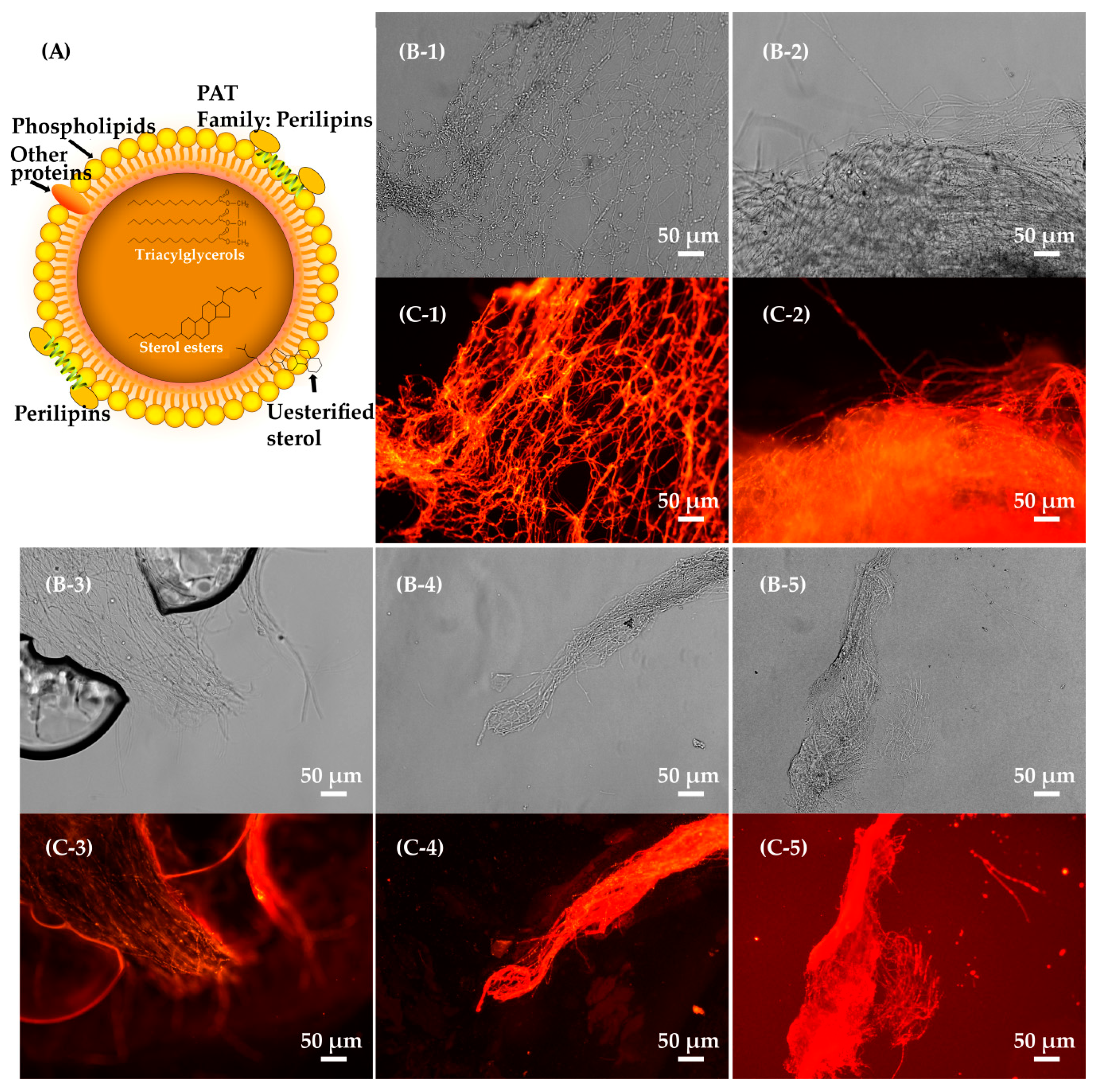 Molecules 24 03363 g003