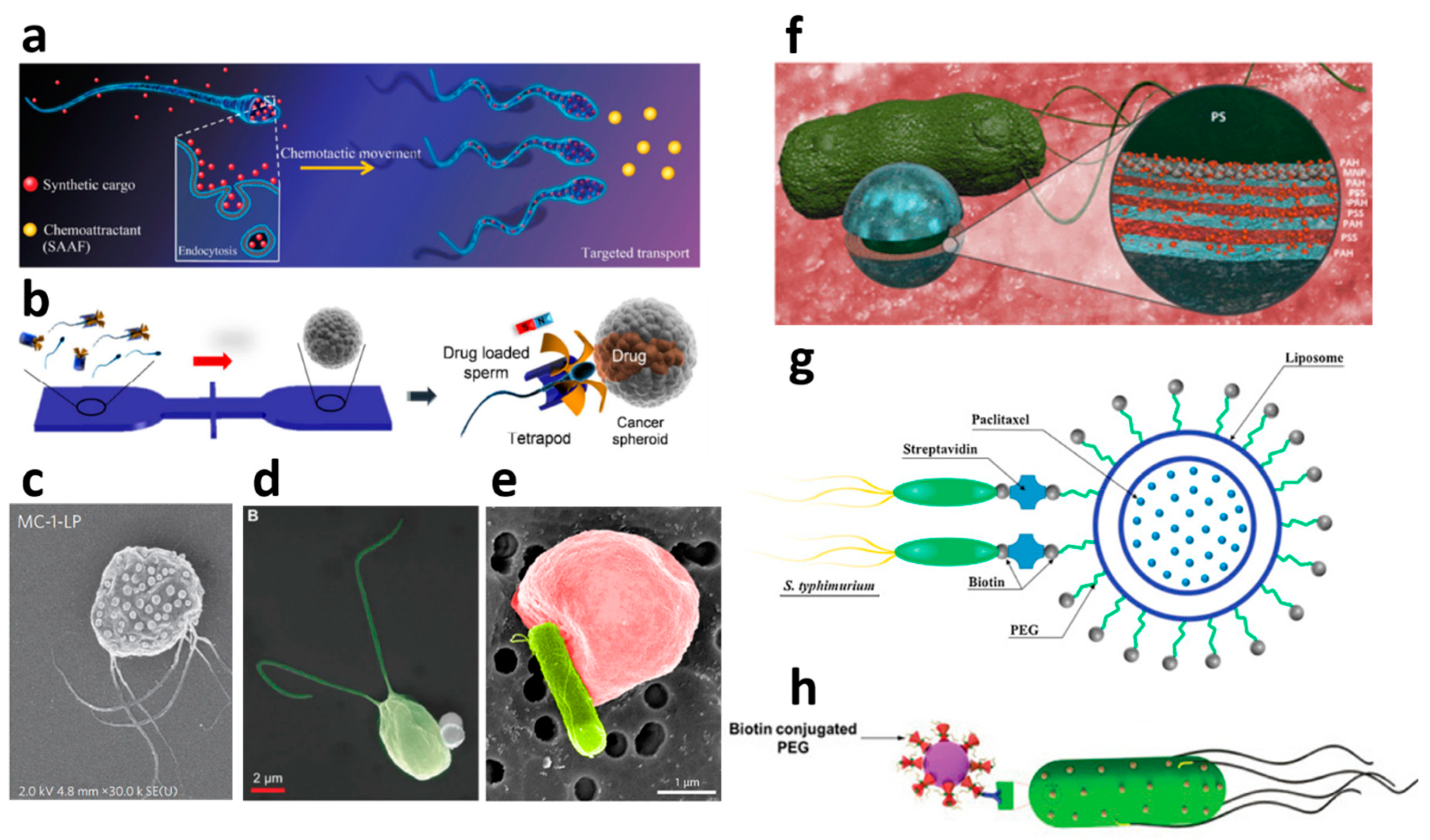 Molecules 24 03410 g003 Molecules 24 03410 g003