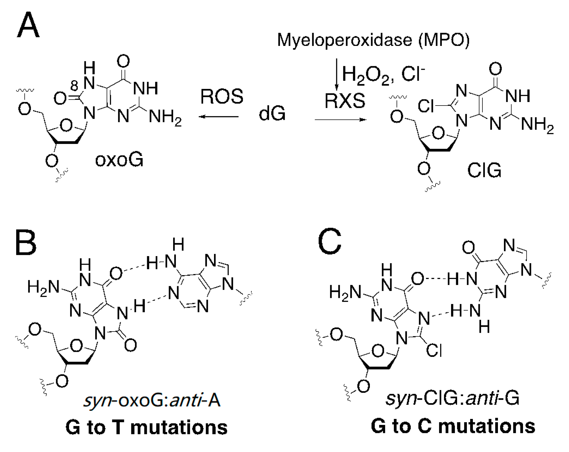 Molecules 24 03507 g001