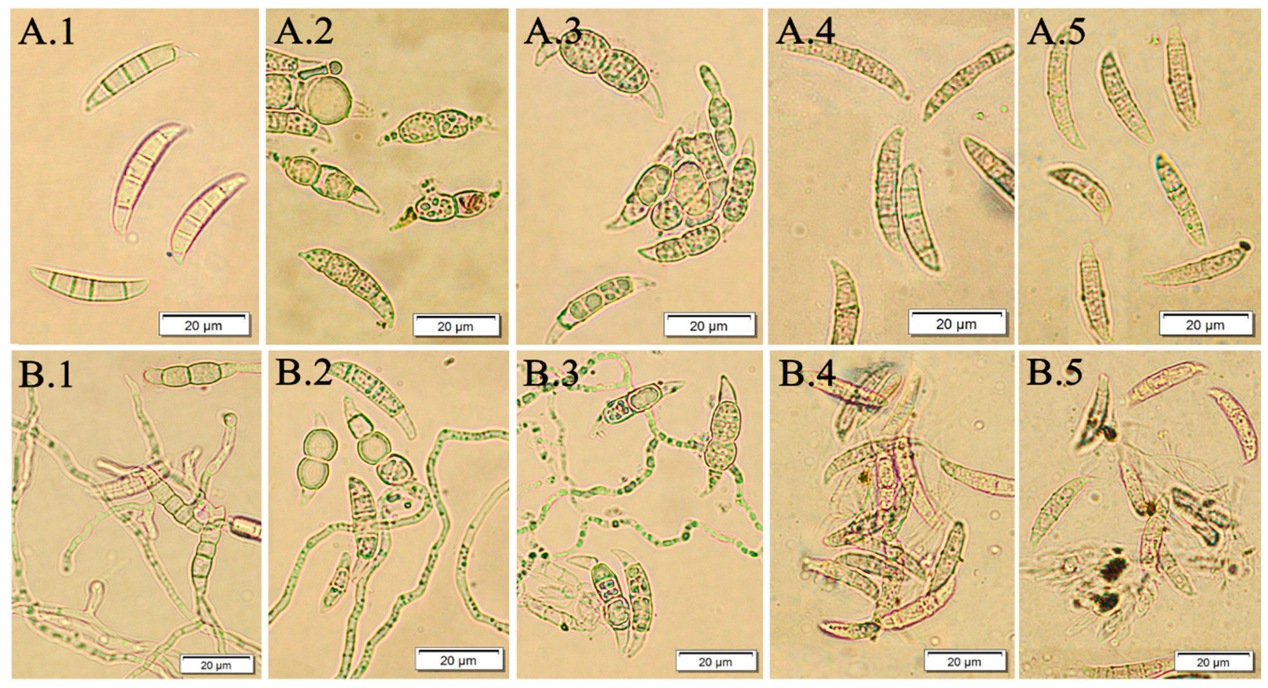 Molecules 24 03518 g004 Molecules 24 03518 g004