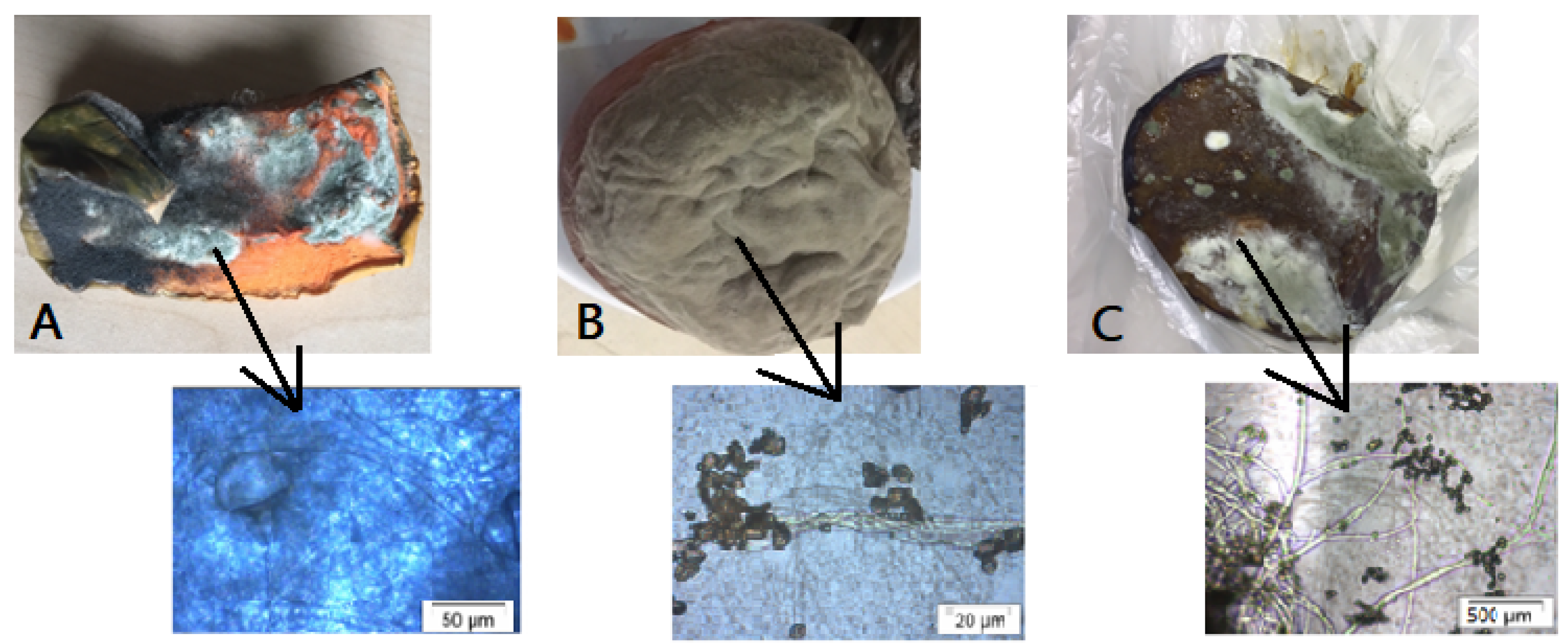 Molecules 24 03532 g001