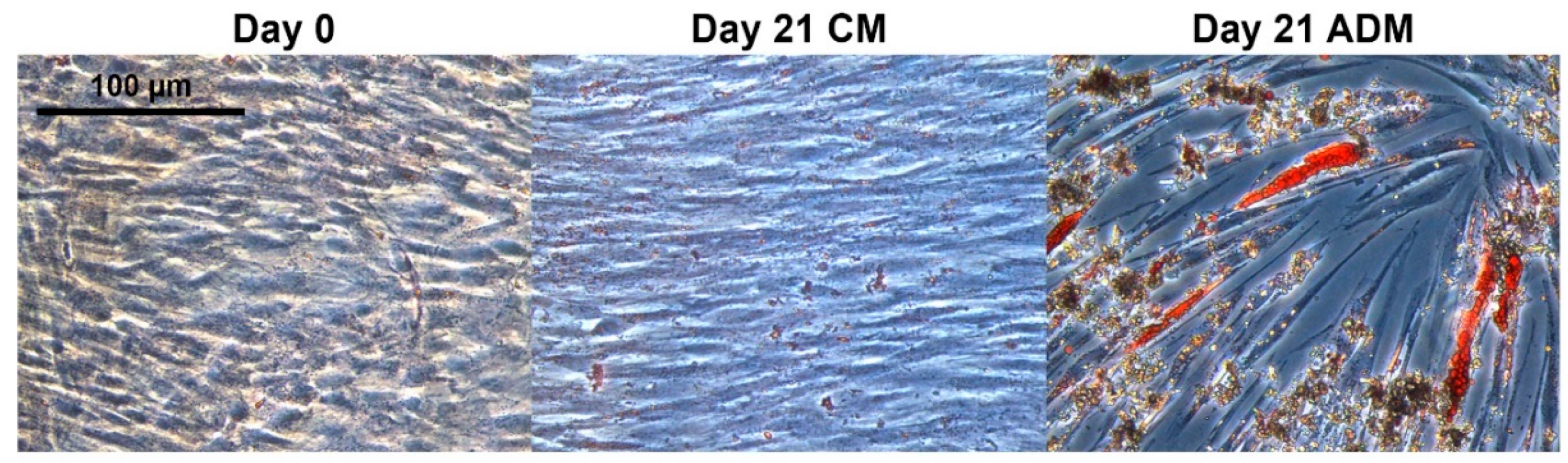 Molecules 24 03615 g001 Molecules 24 03615 g001