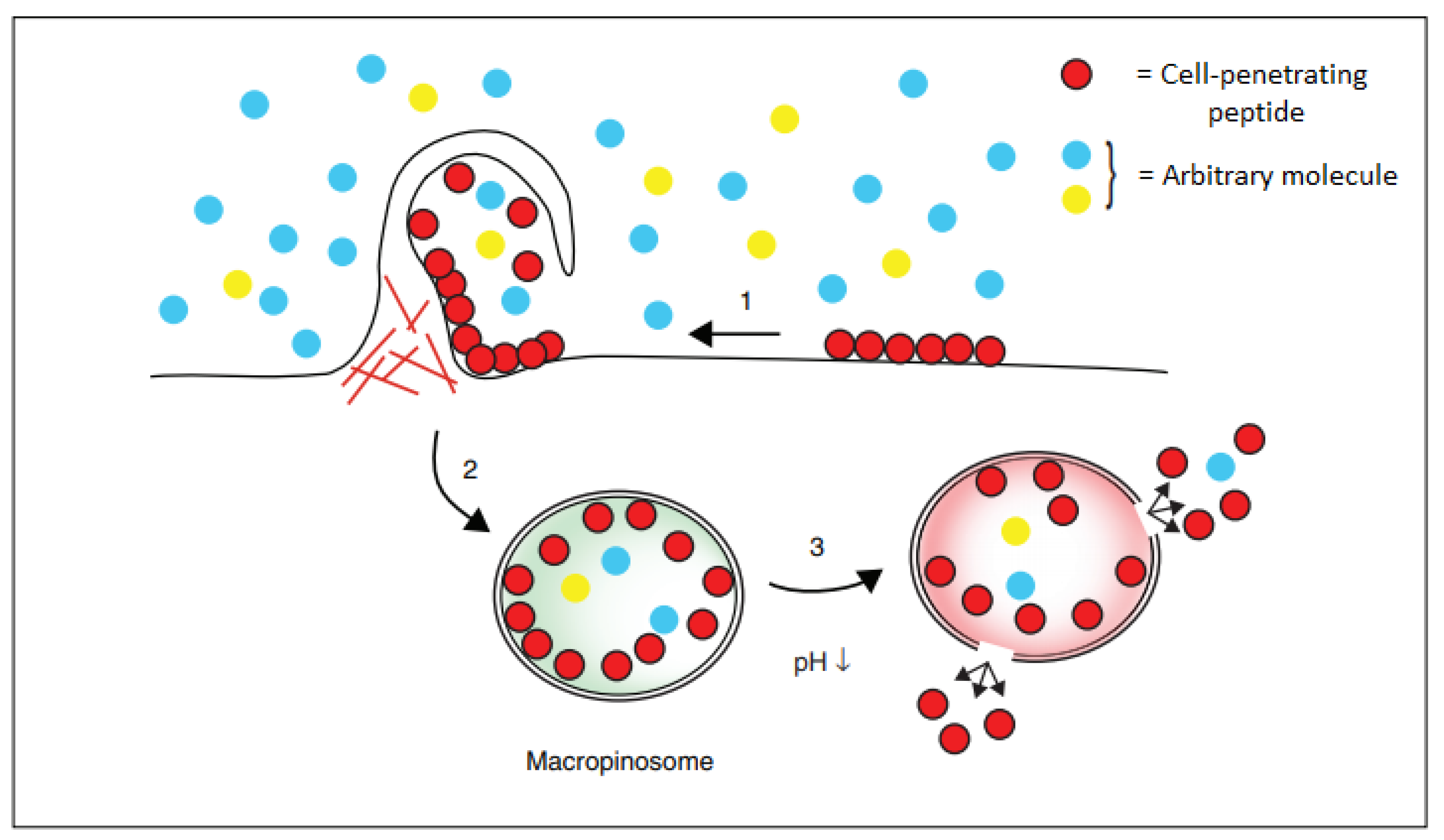 Molecules 24 03654 g005