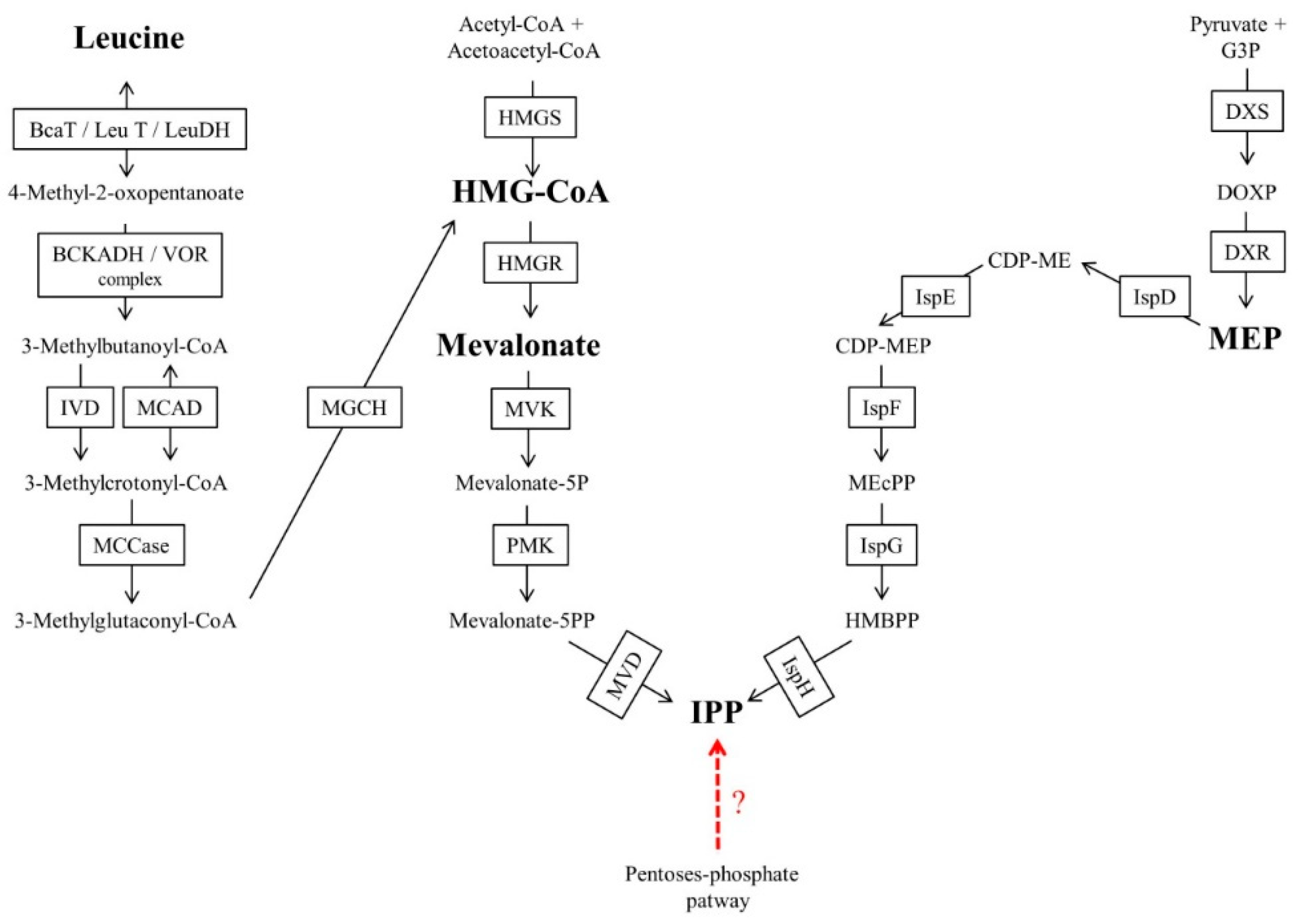 Molecules 24 03721 g003