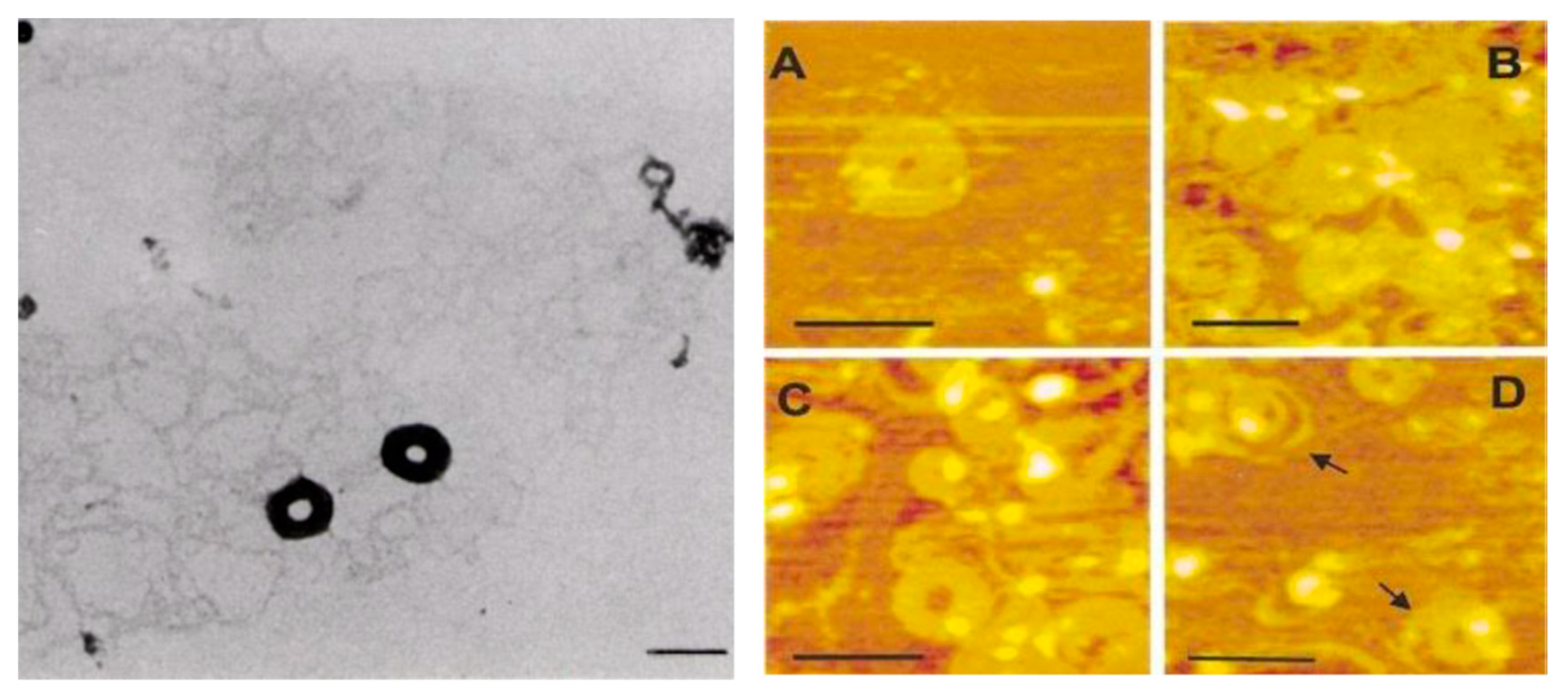 Molecules 24 03744 g001