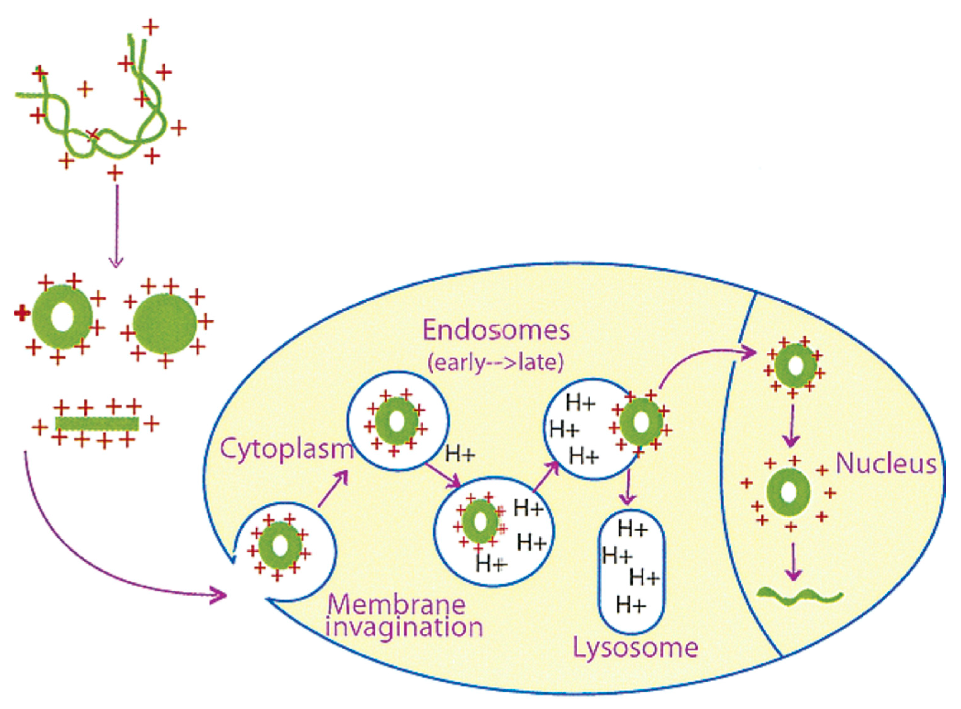 Molecules 24 03744 g002
