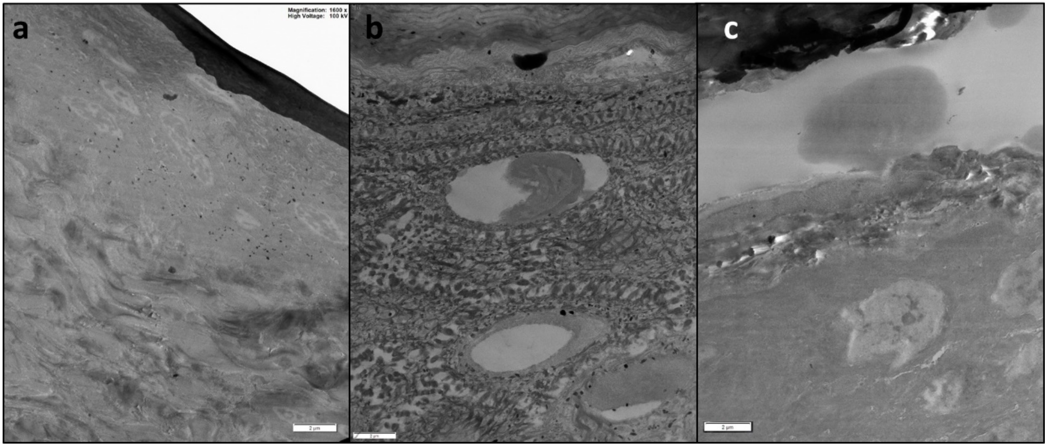 Molecules 24 03759 g005