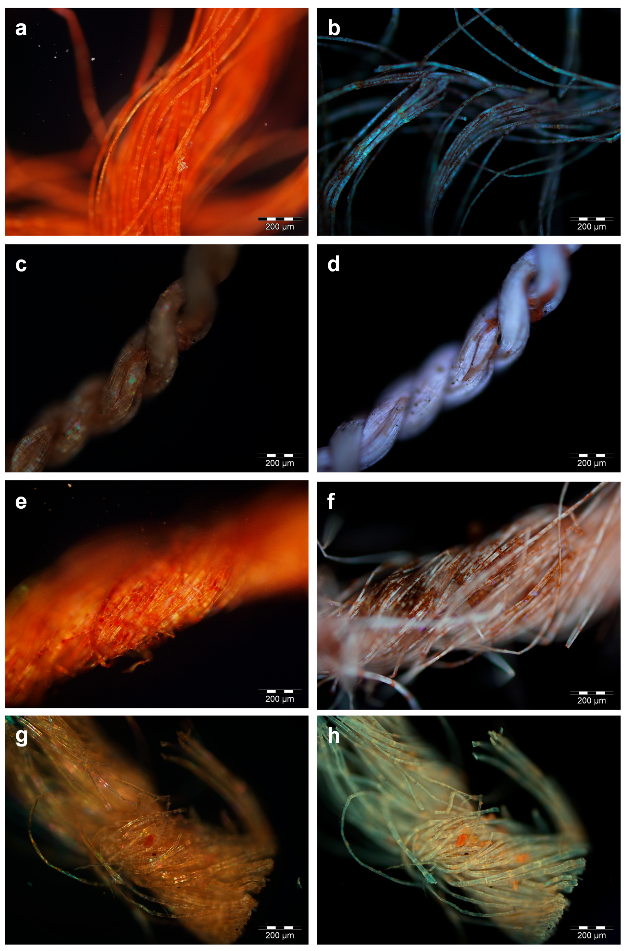 Molecules 24 03761 g005