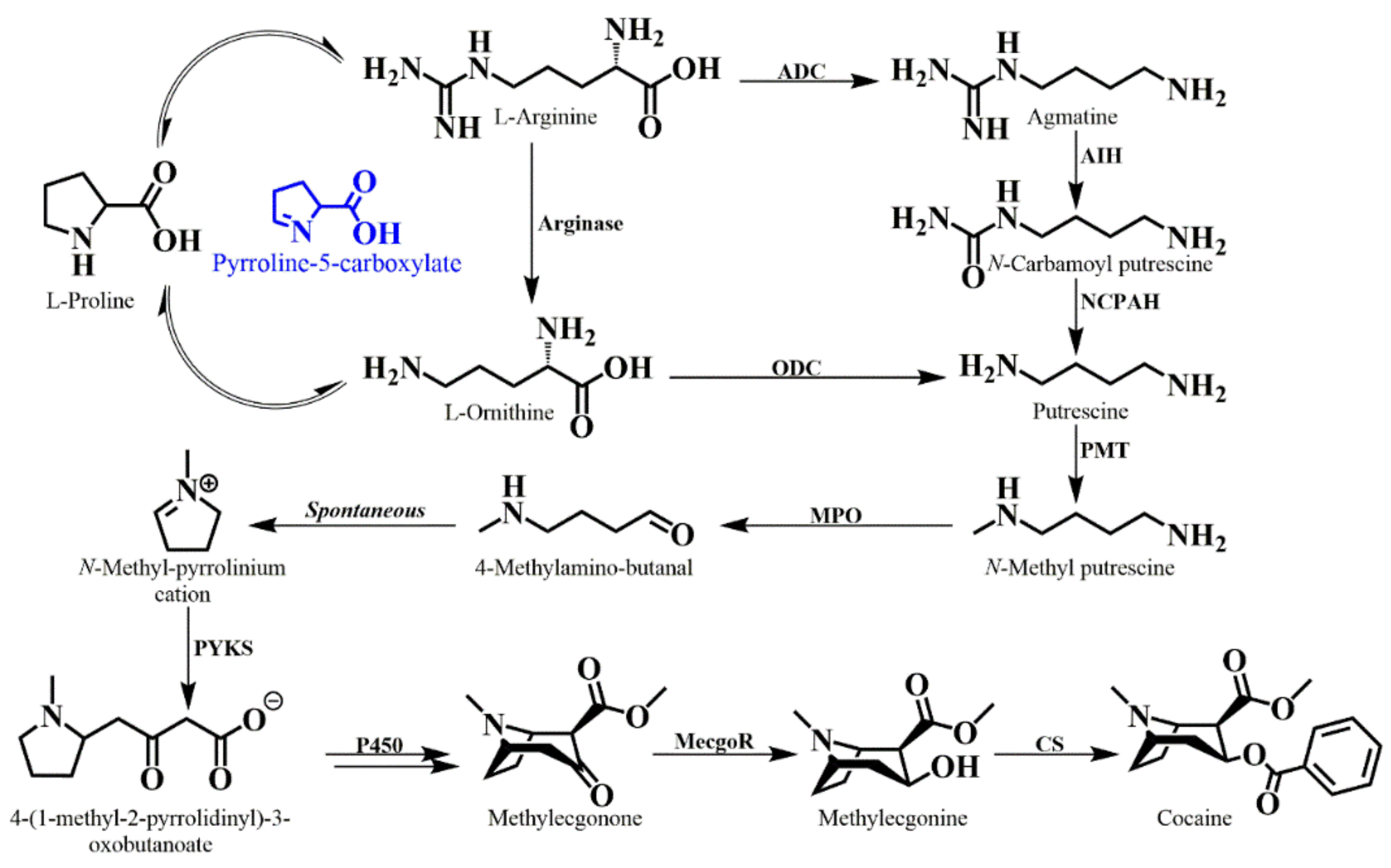 Molecules 24 03788 g008