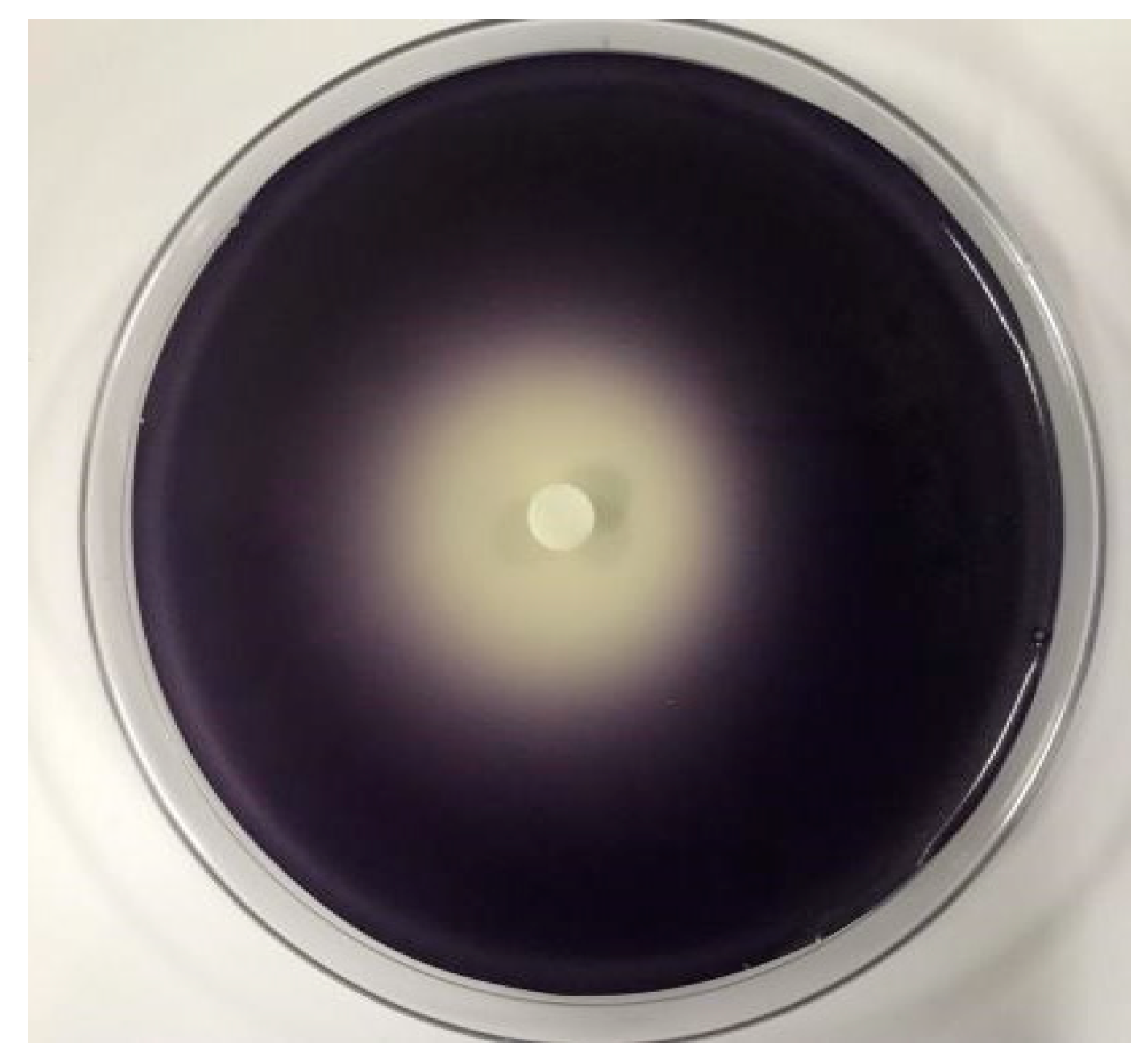 Molecules 24 03792 g002