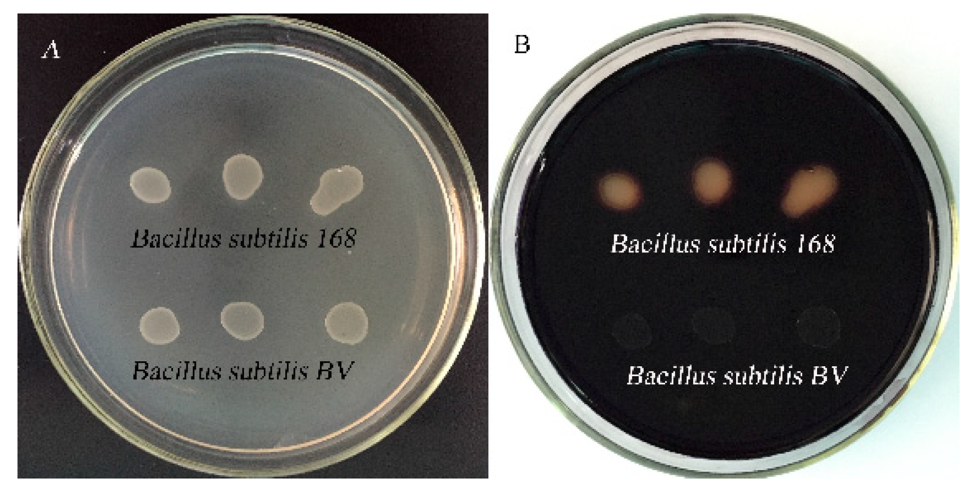 Molecules 24 03793 g005 Molecules 24 03793 g005