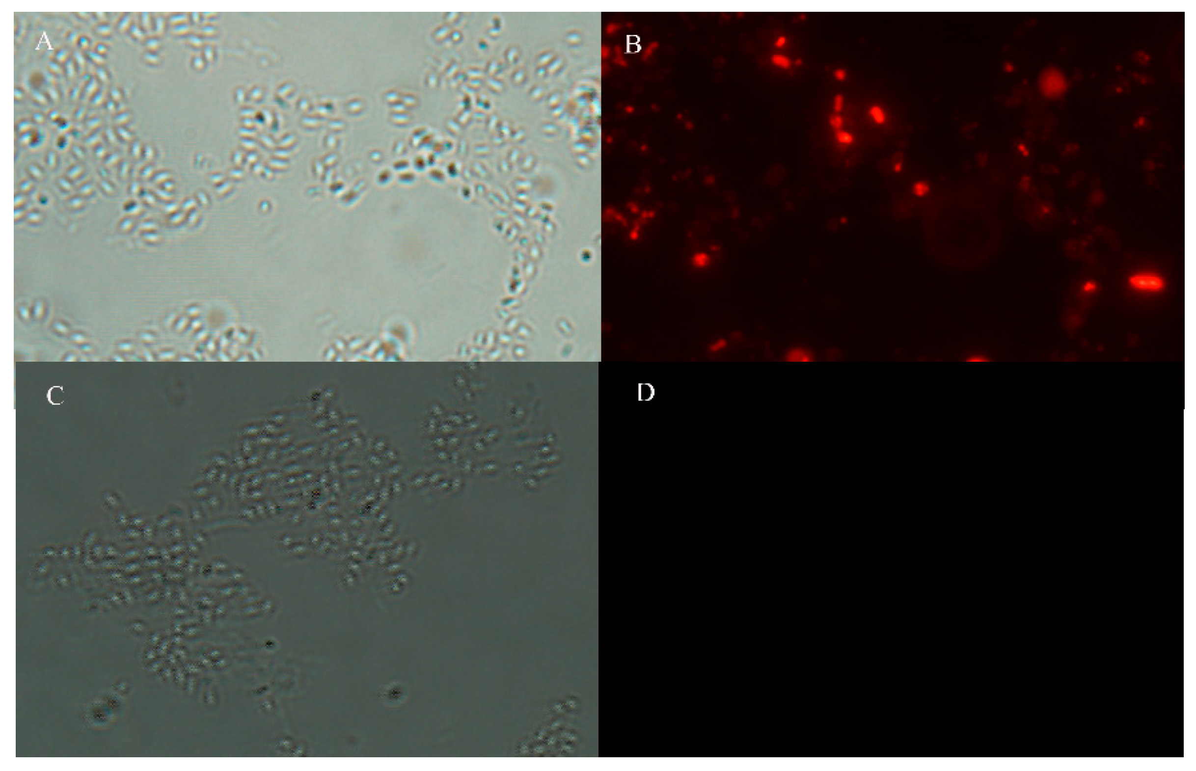 Molecules 24 03793 g008 Molecules 24 03793 g008