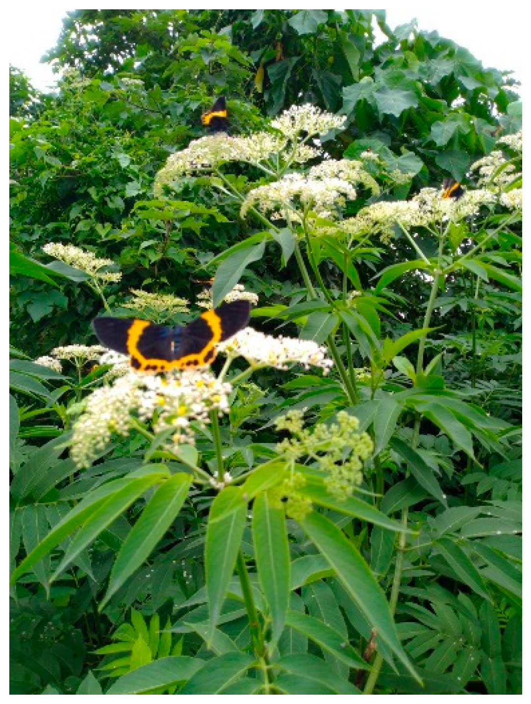 Molecules 24 03861 g001 Molecules 24 03861 g001