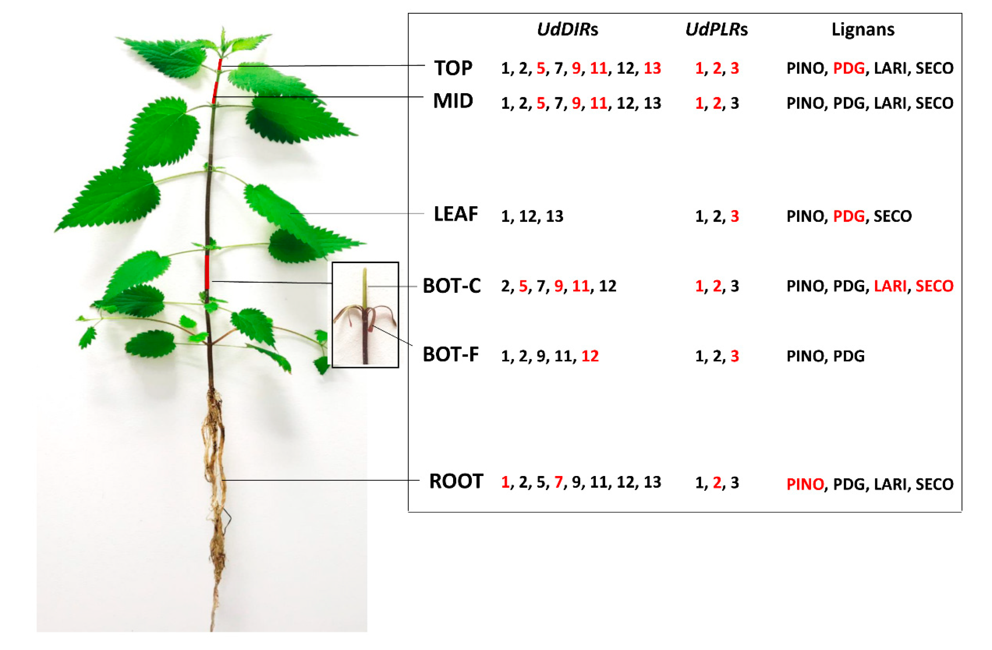 Molecules 24 03863 g007