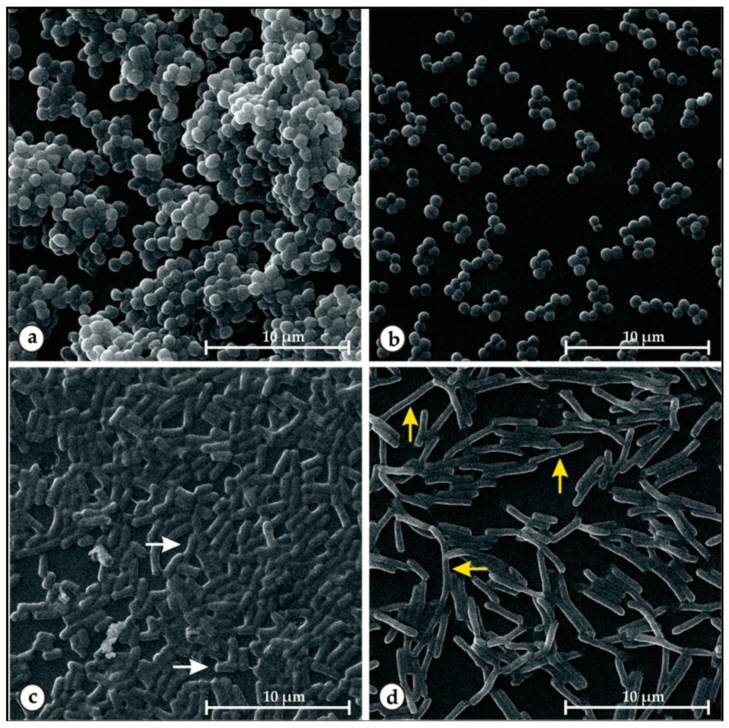 Molecules 24 03864 g004