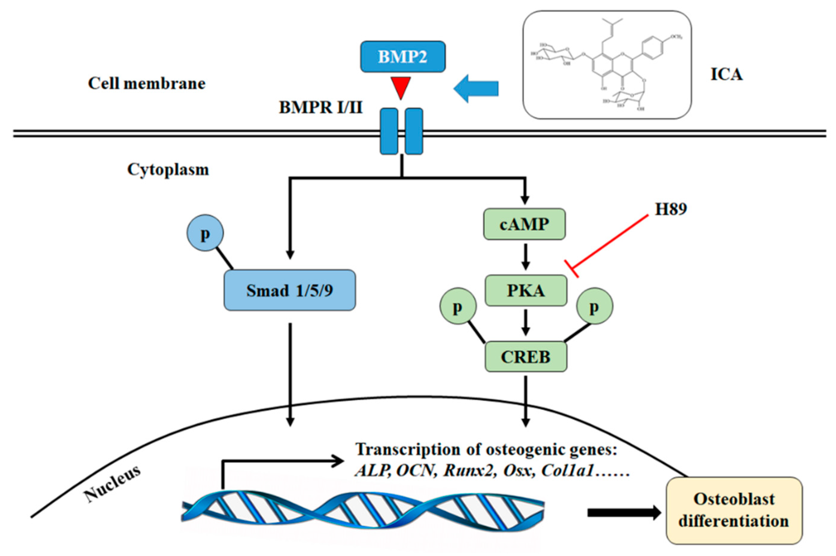 Molecules 24 03875 g007