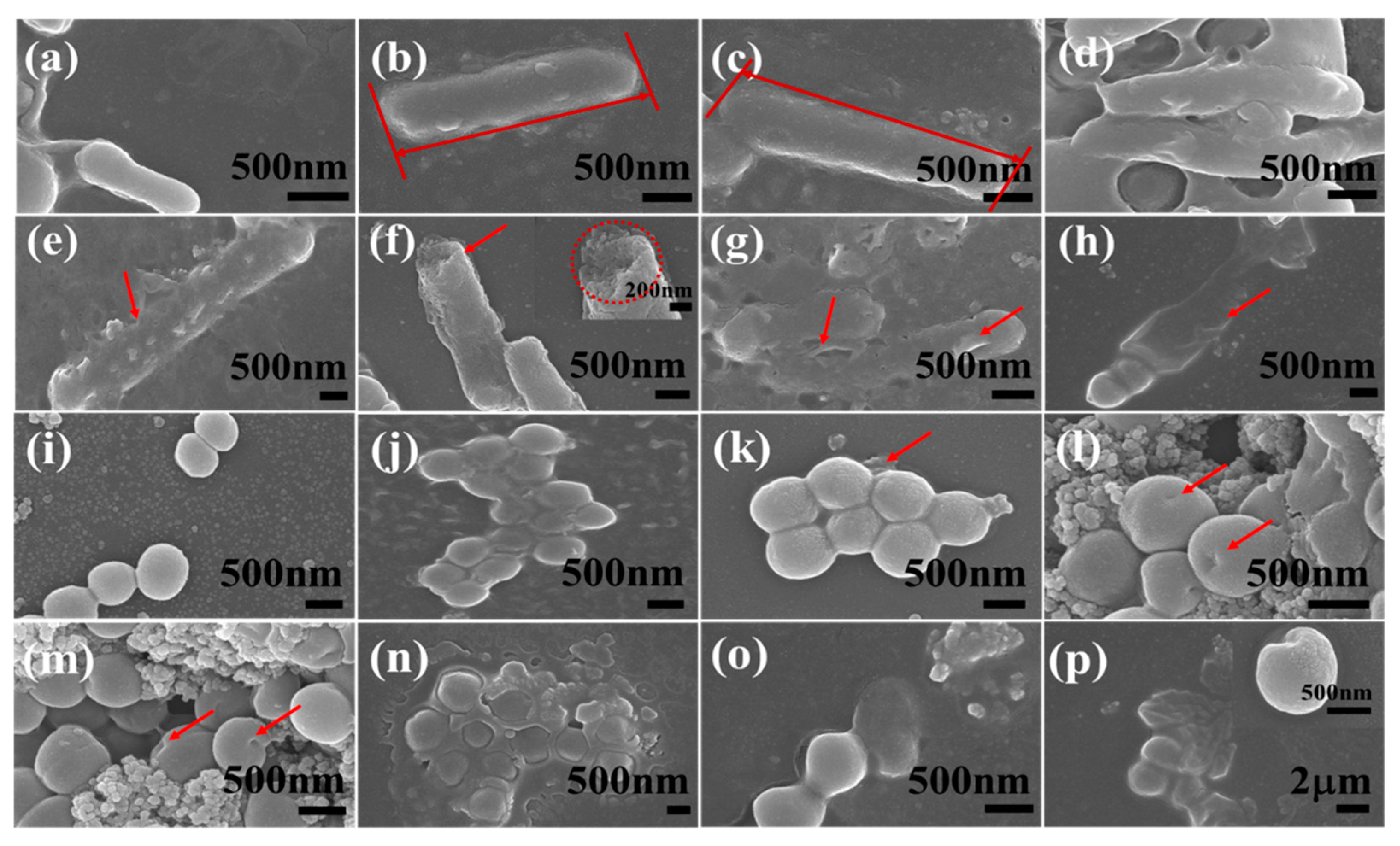 Molecules 24 03888 g005 Molecules 24 03888 g005