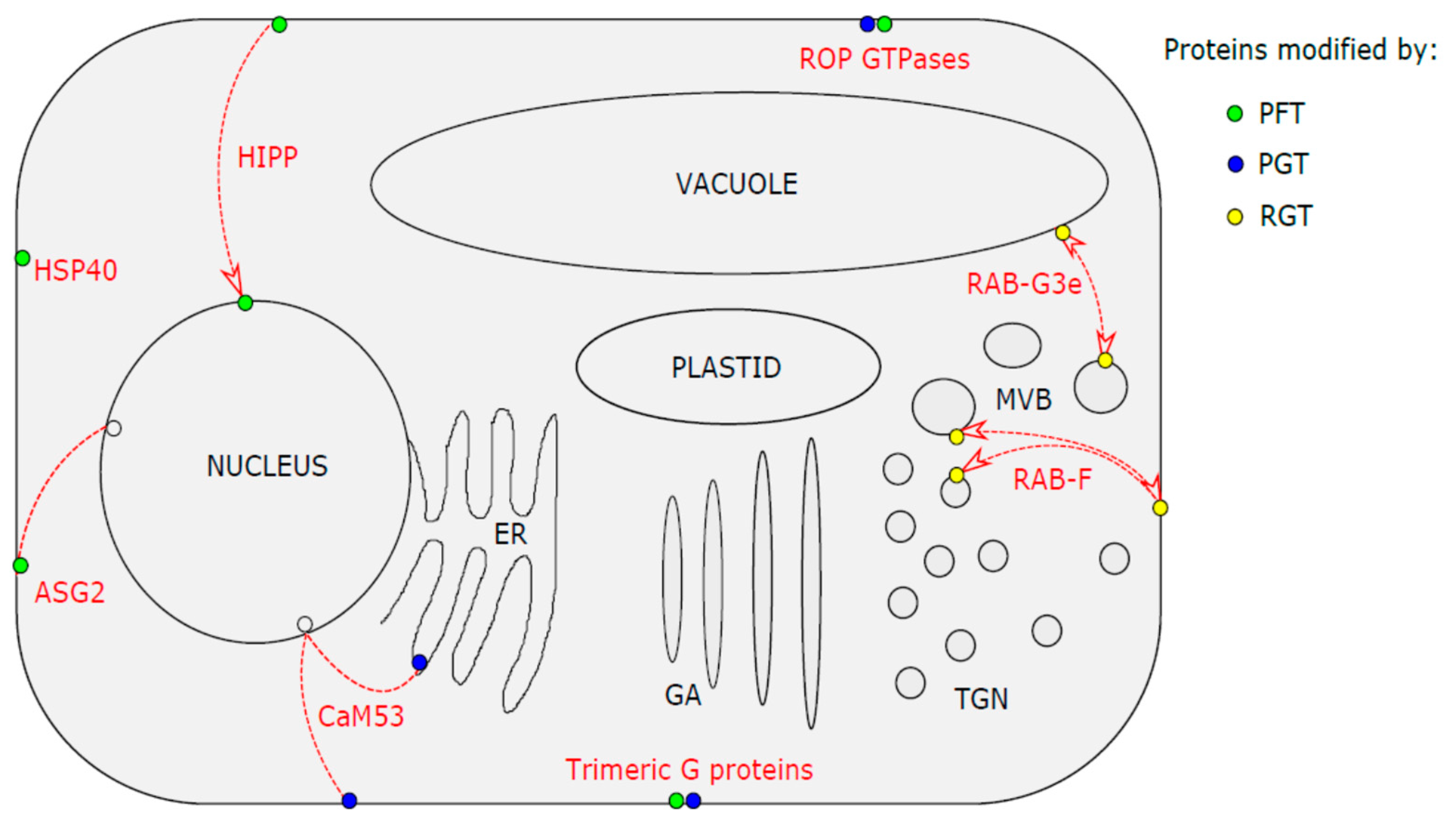 Molecules 24 03906 g002
