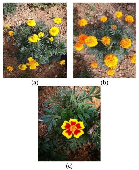 Molecules 24 03911 g0a1 550