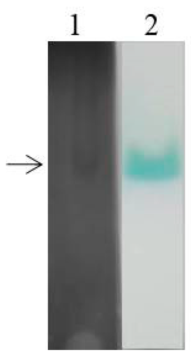 Molecules 24 03914 g004