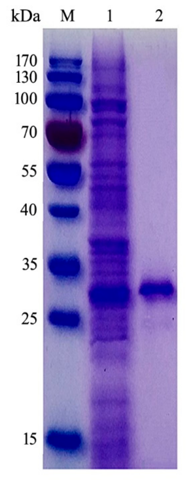 Molecules 24 03915 g003