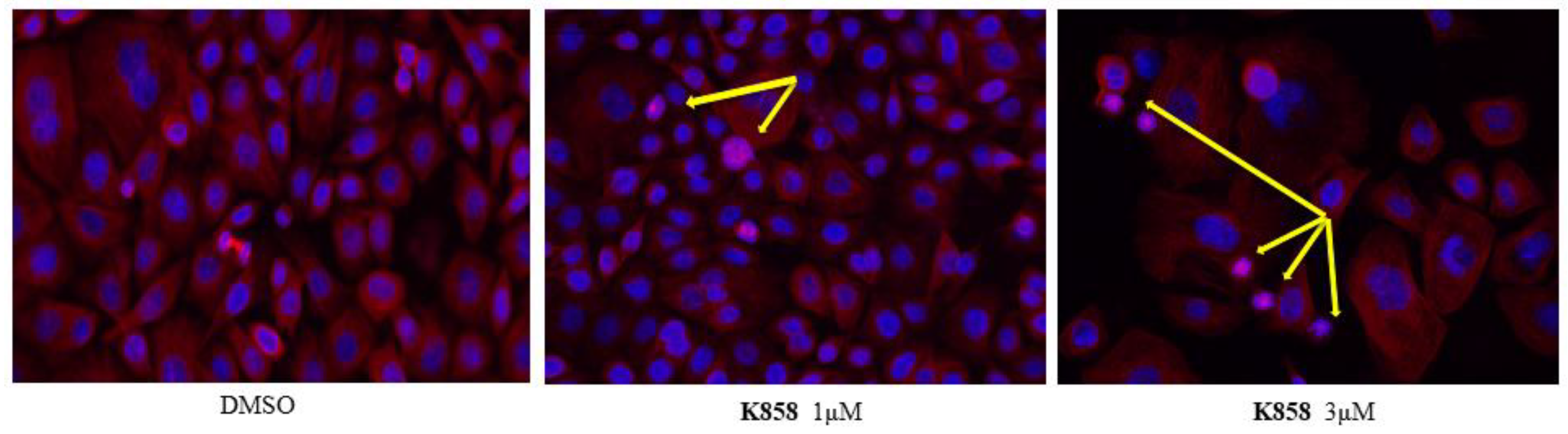 Molecules 24 03948 g004 Molecules 24 03948 g004