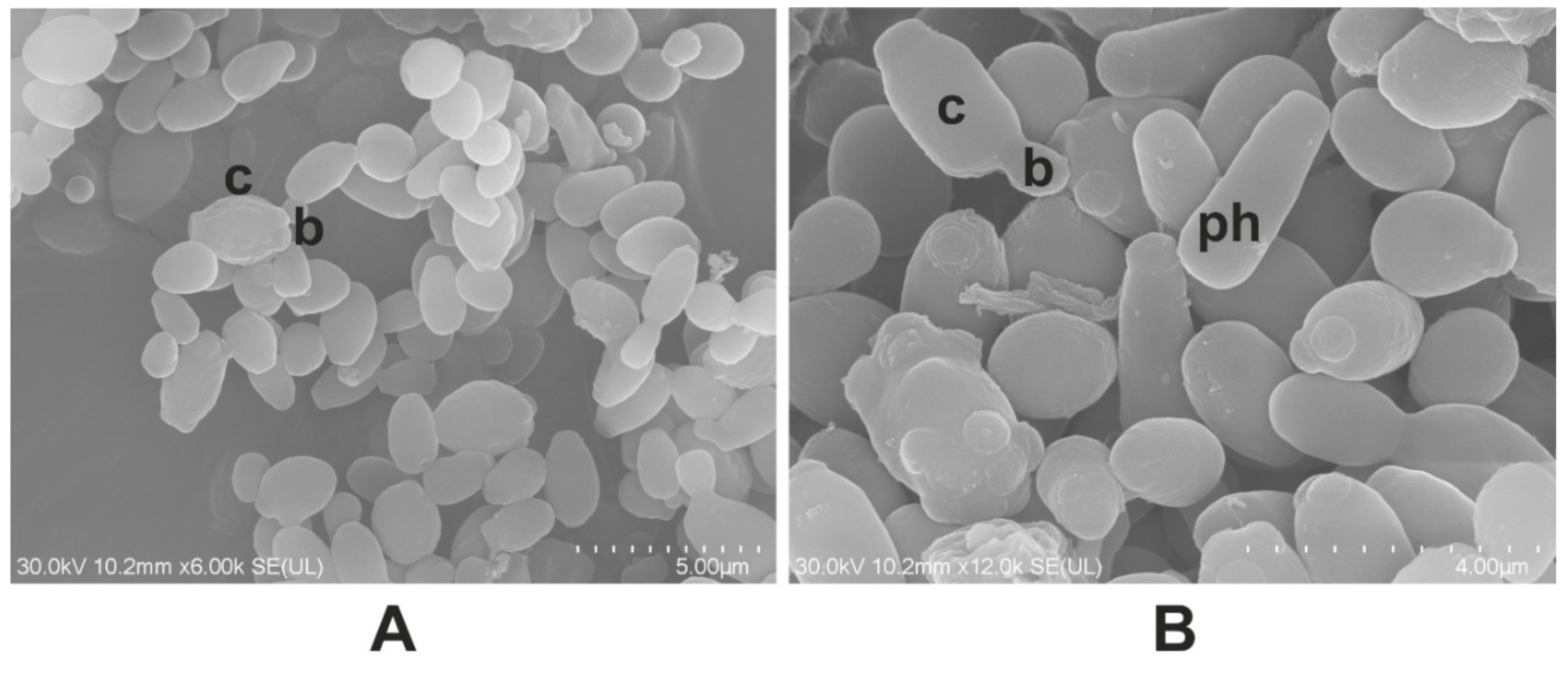 Molecules 24 03958 g002a