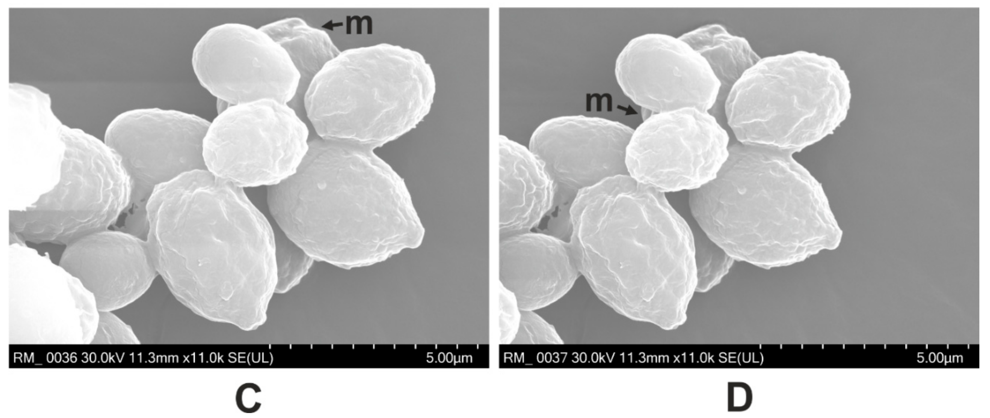 Molecules 24 03958 g002b