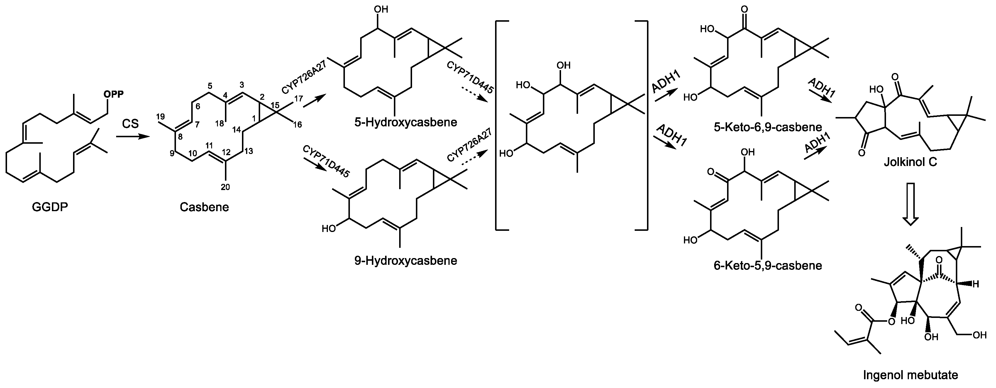 Molecules 24 03961 g009