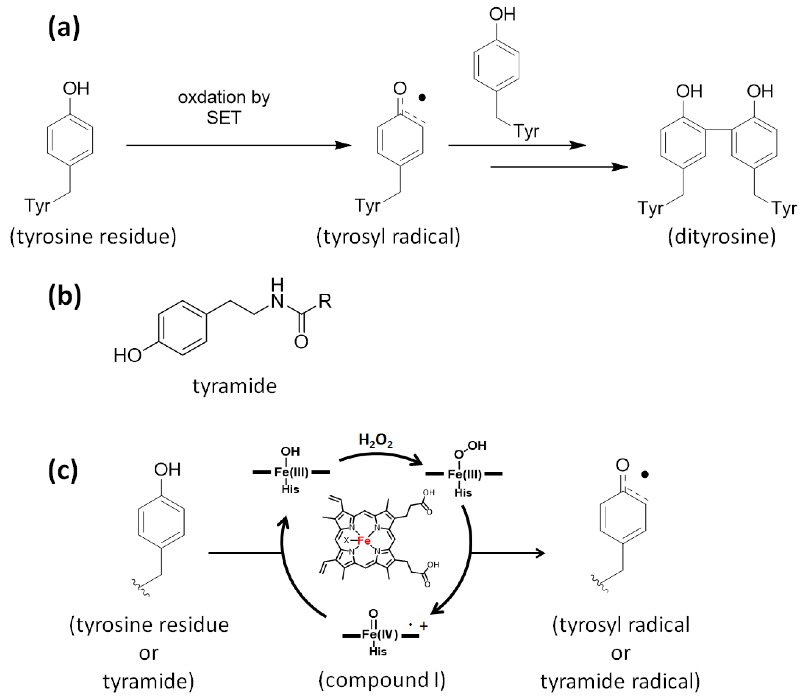 Molecules 24 03980 g001