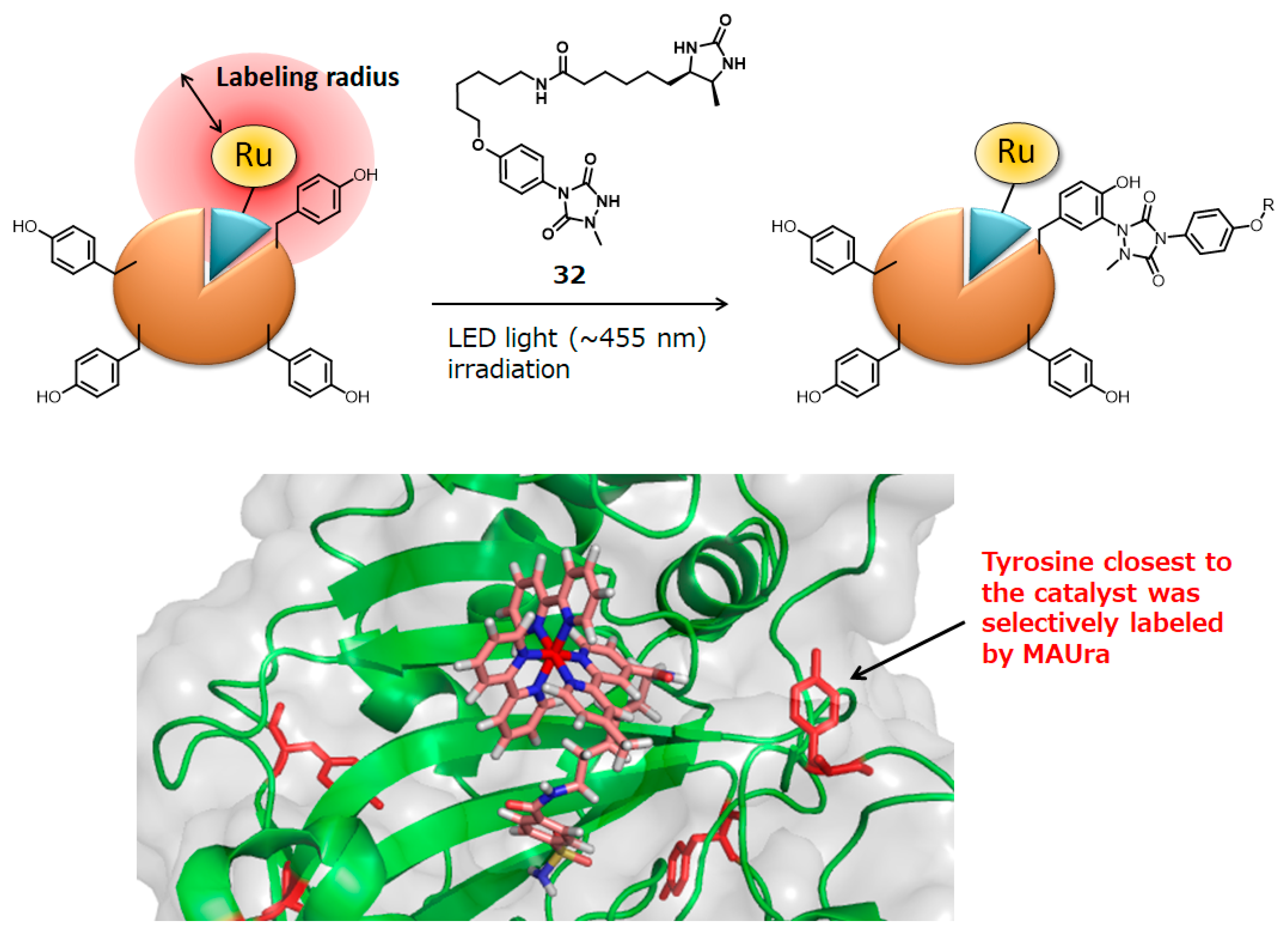 Molecules 24 03980 g010